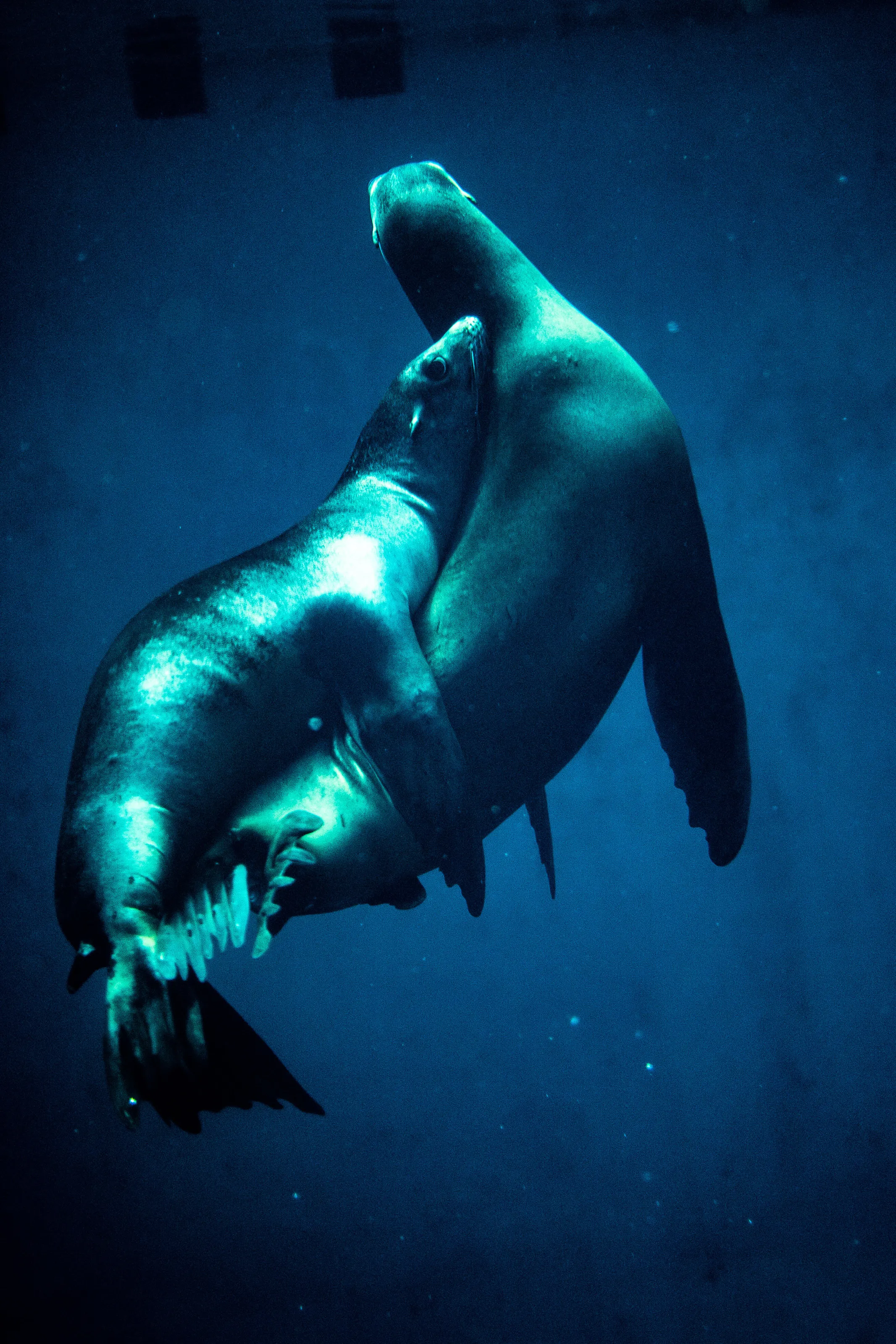 Seal love