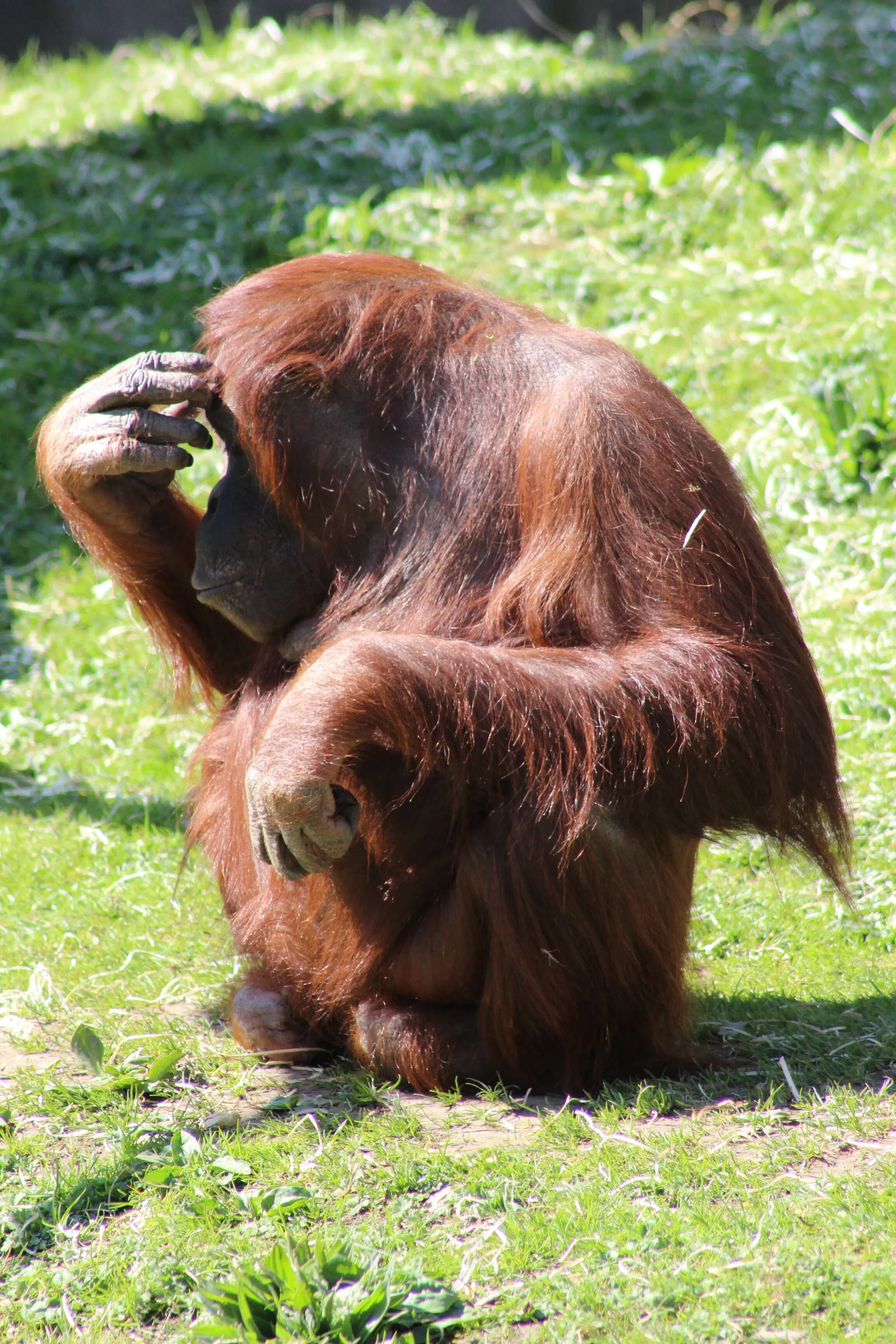 The Thinker