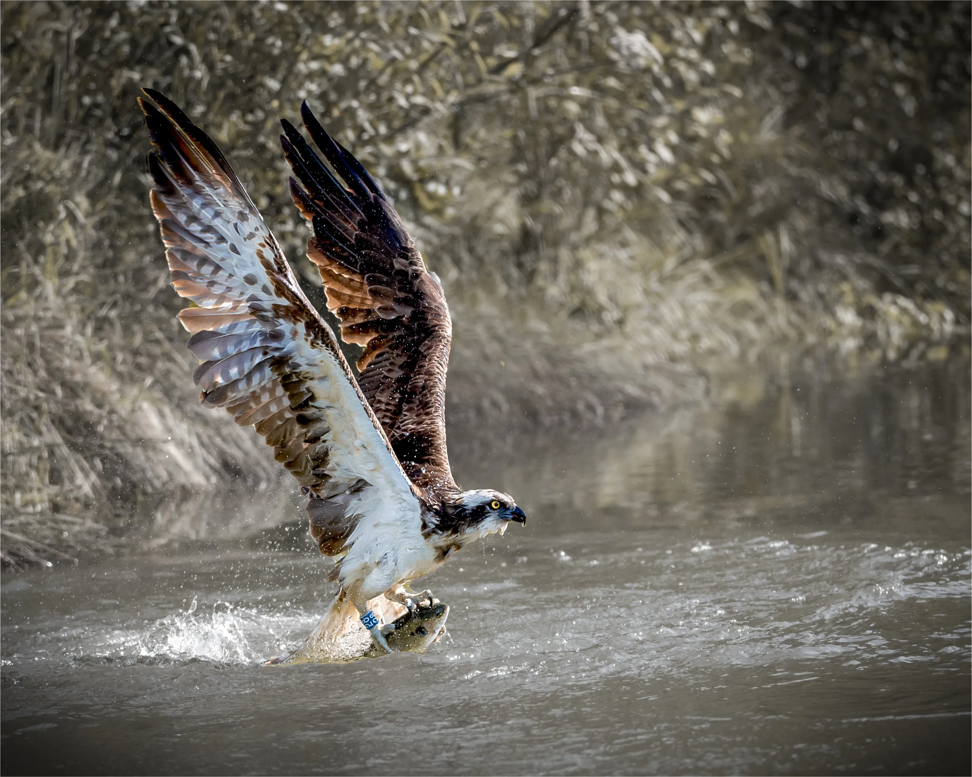 Fishing - The Osprey Way