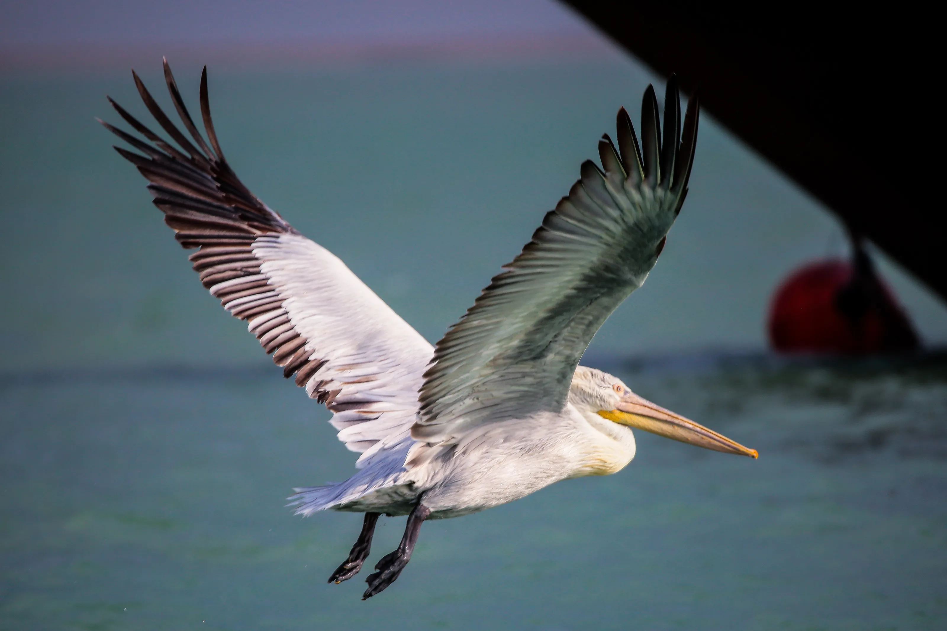Dalmatian pelican