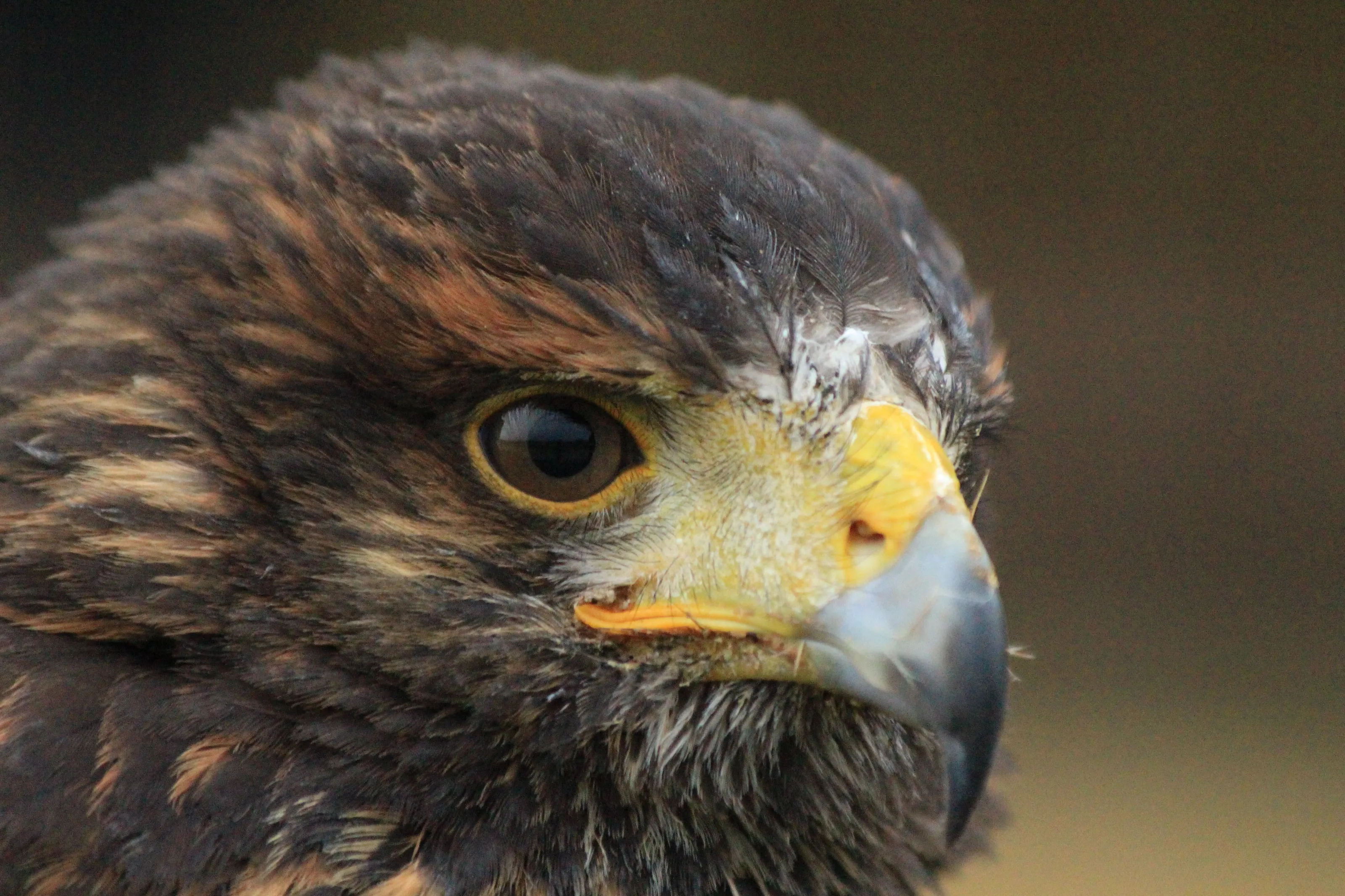 Bird of Prey