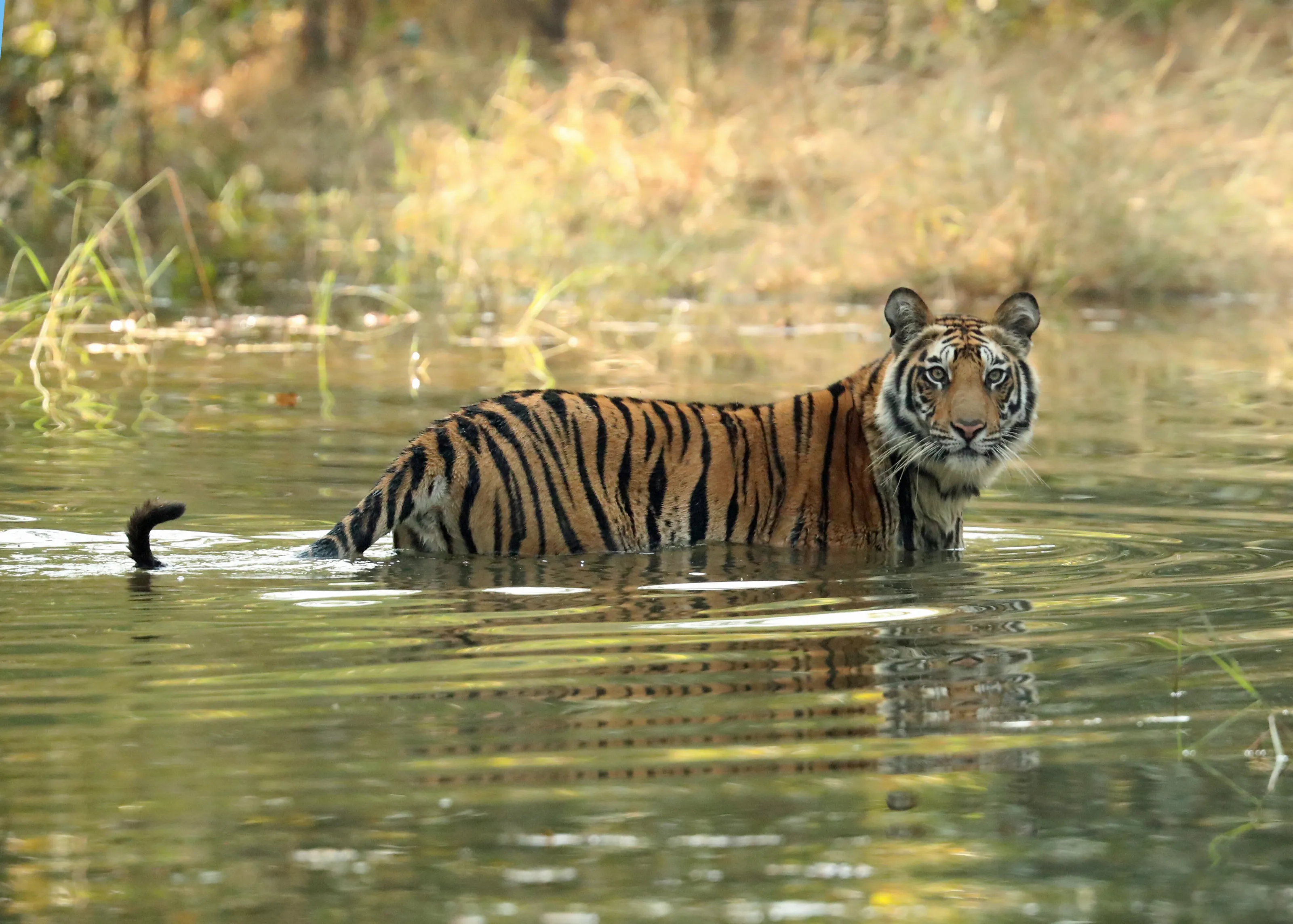 Bengal Tiger, Bandhavgarh, India