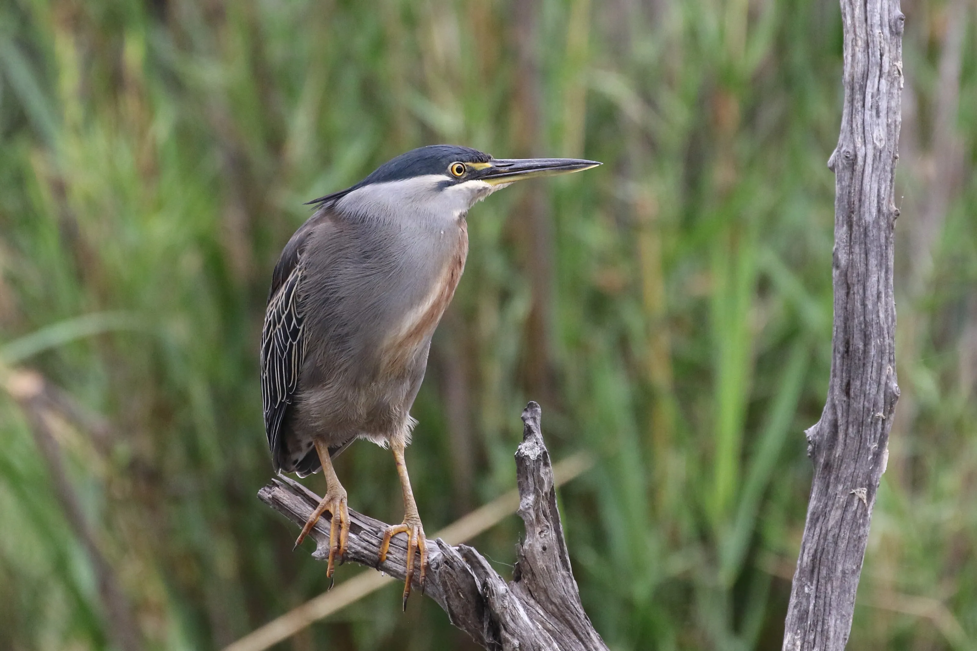 Green-backed heron