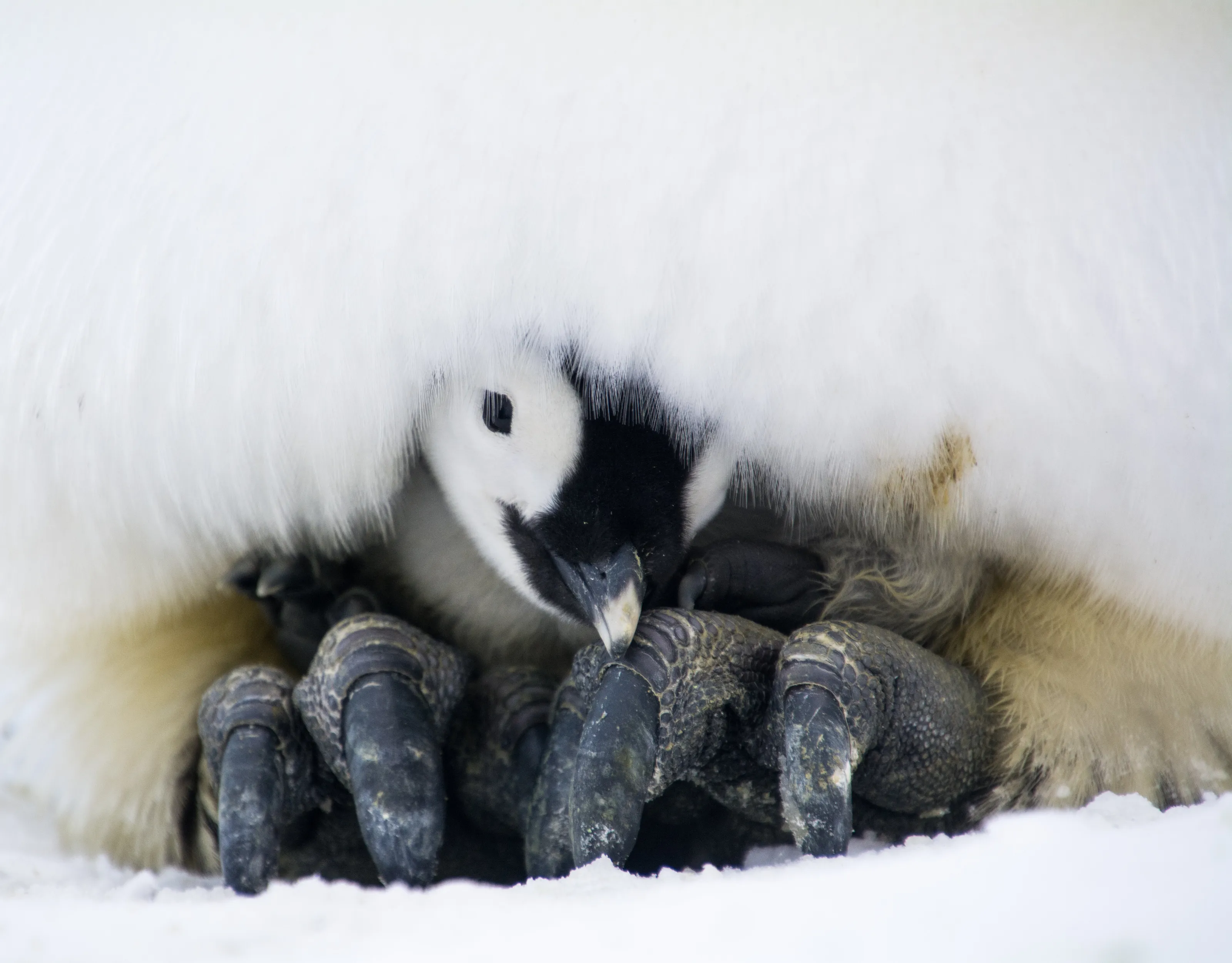 Velvet feathers