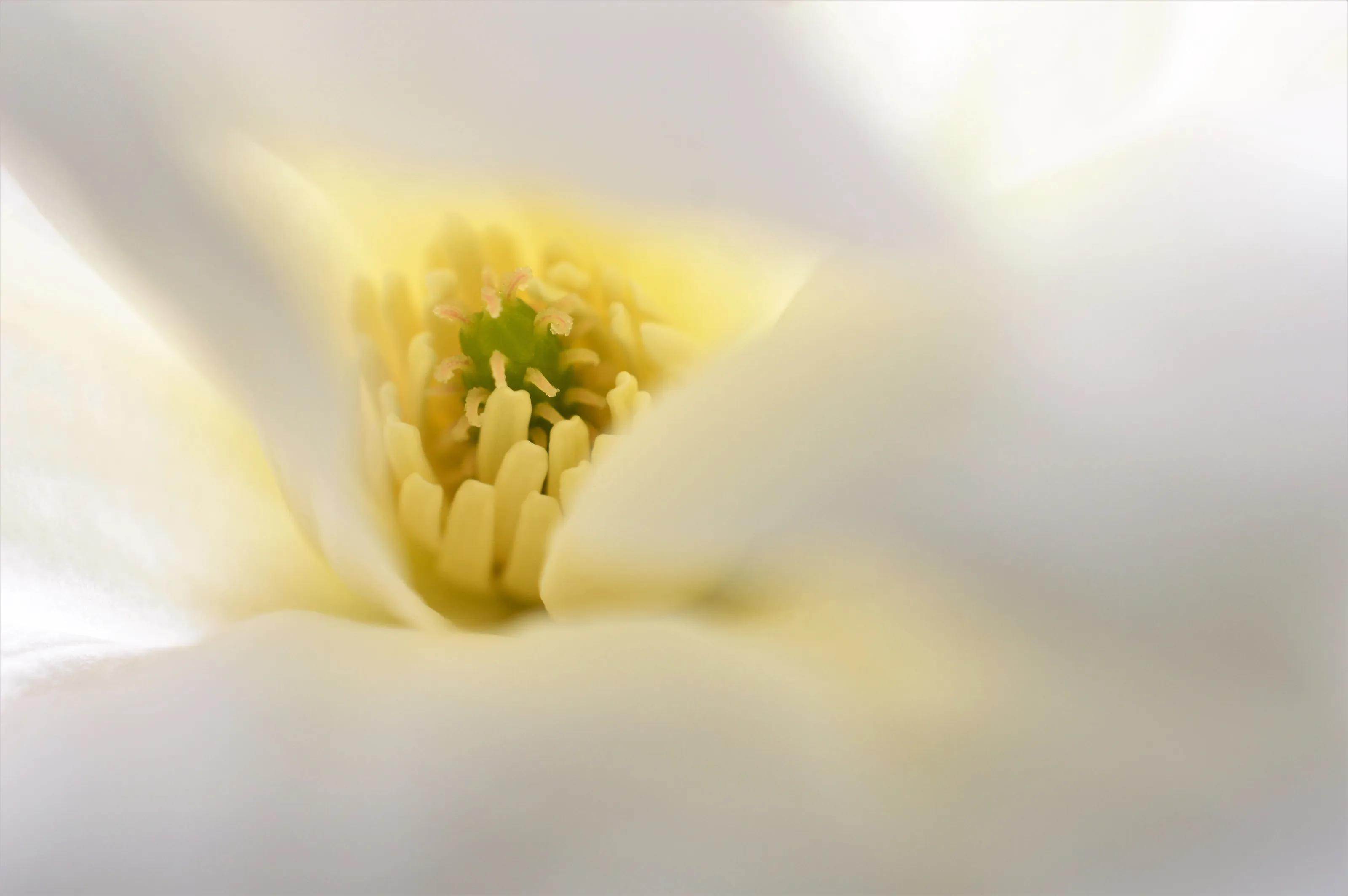 Magnolia