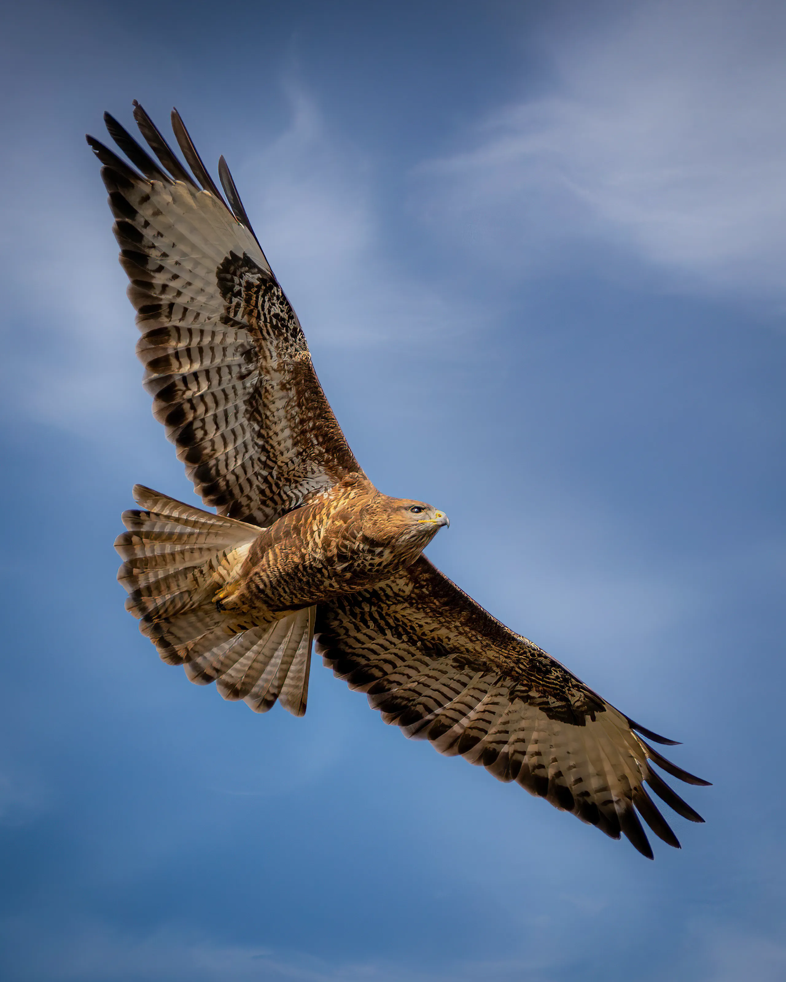 The Majestic Buzzard