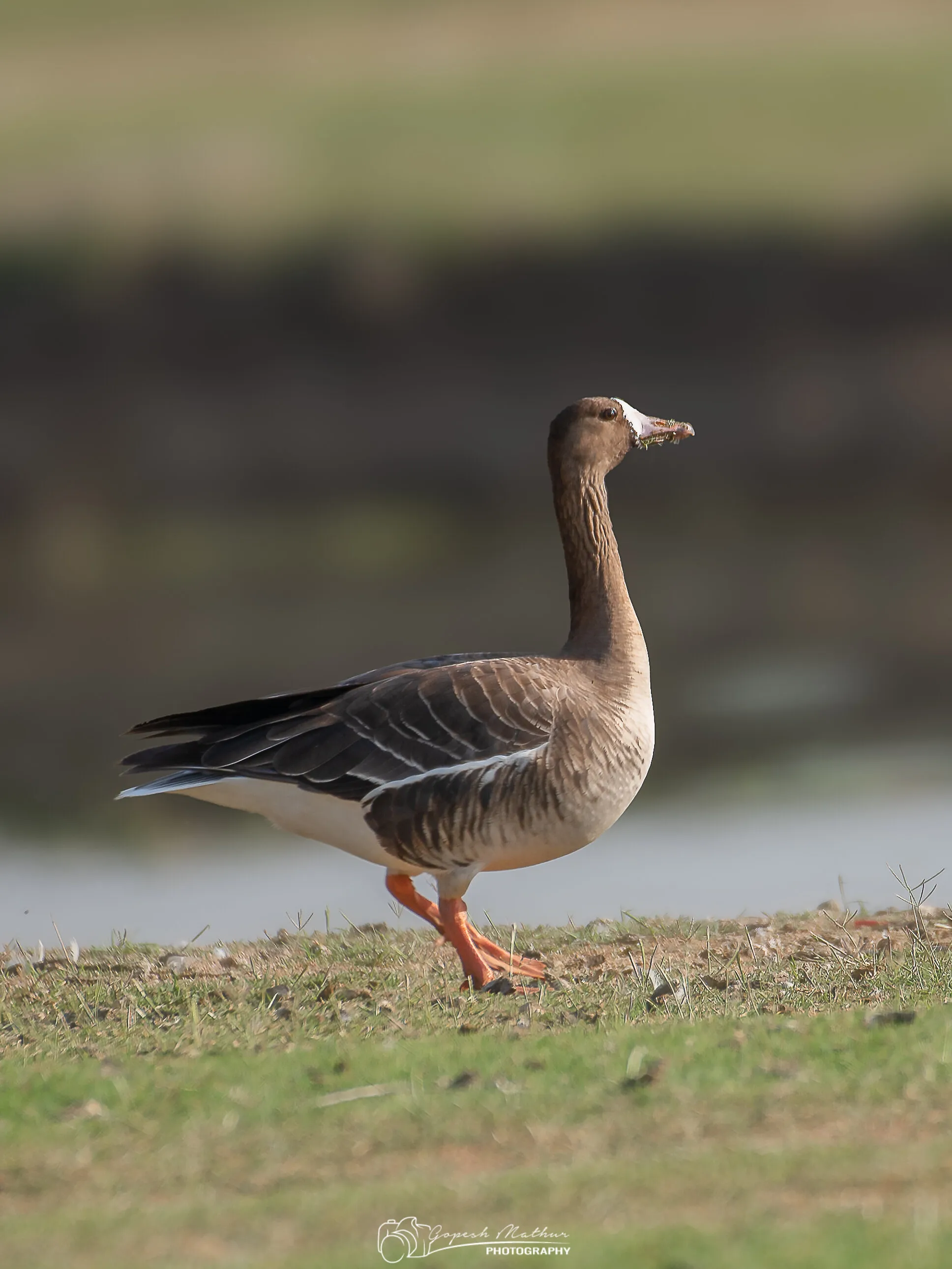 Greater white-fronted goose
