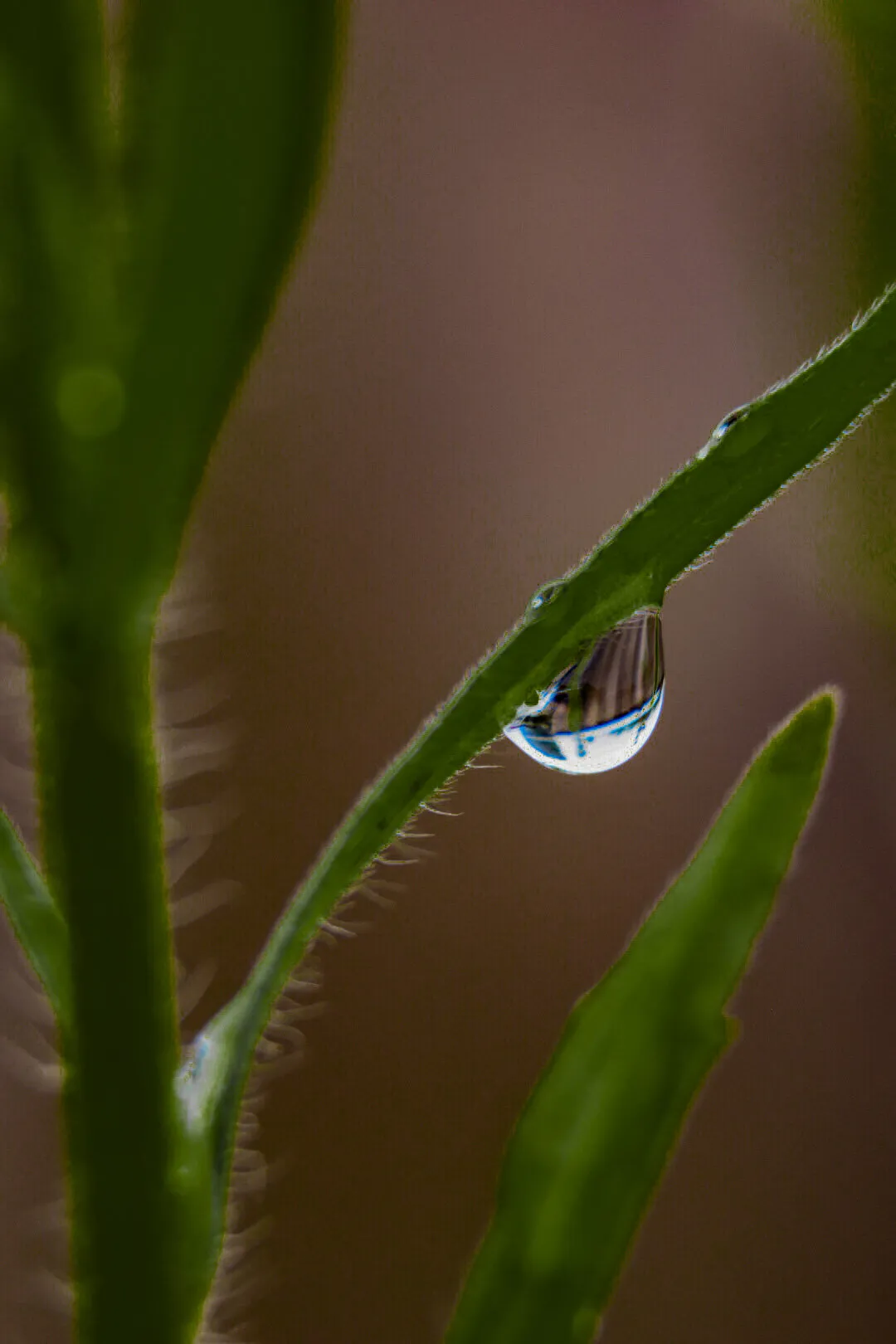 Dew Drop