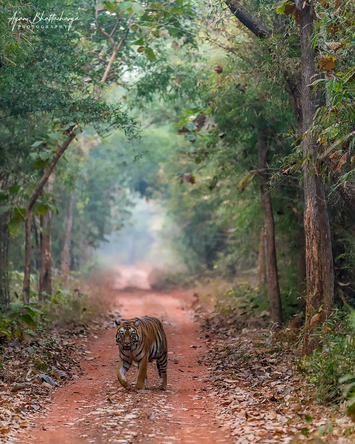 Tiger Country
