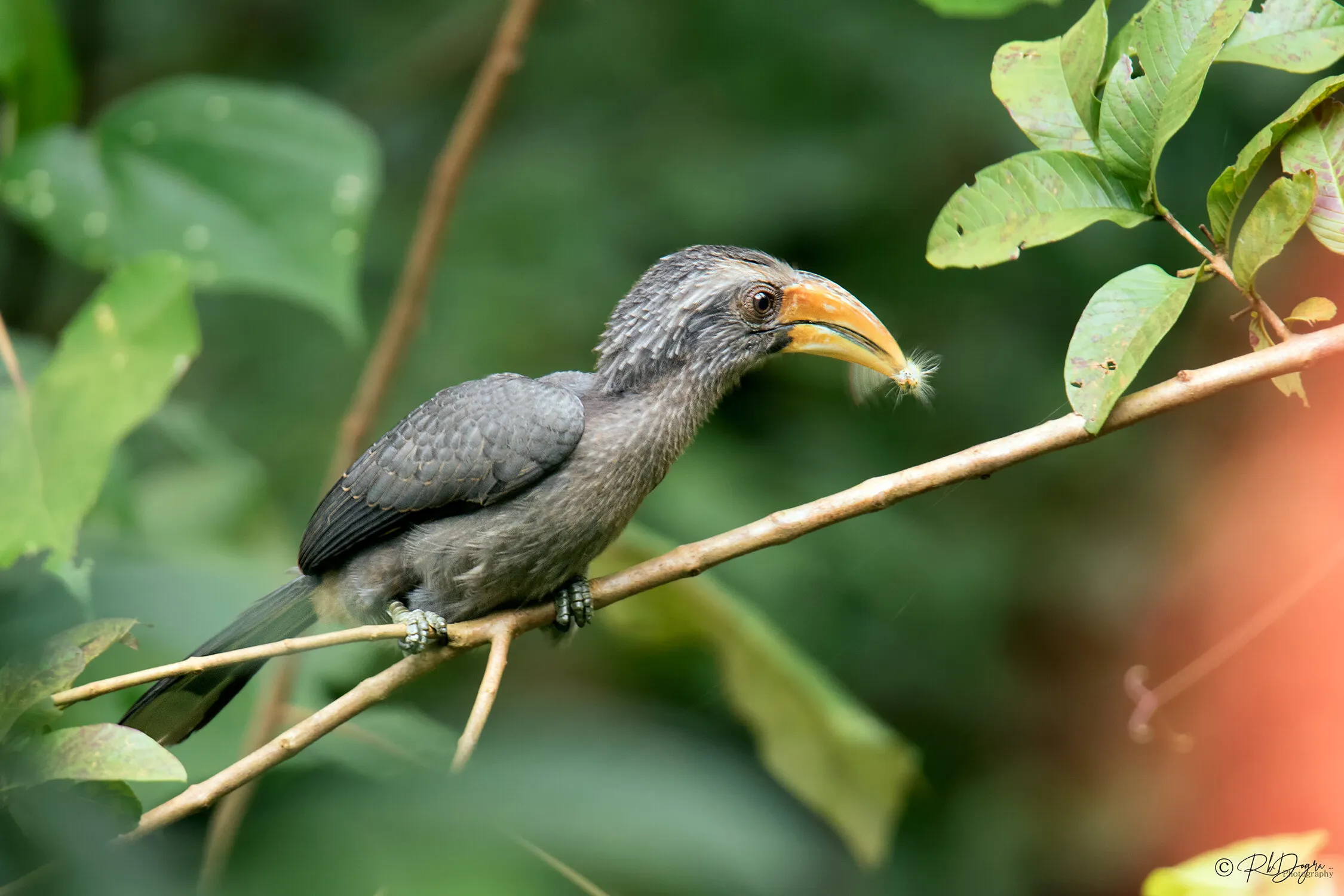 Malabar grey hornbill . . .