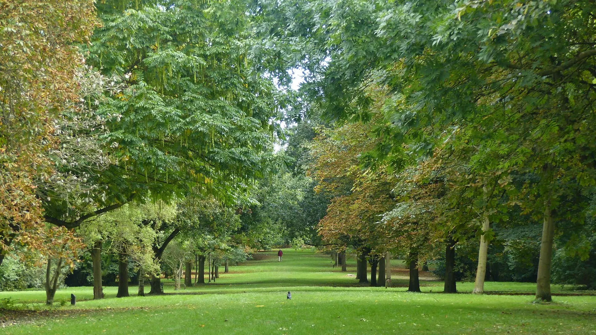 The Avenue