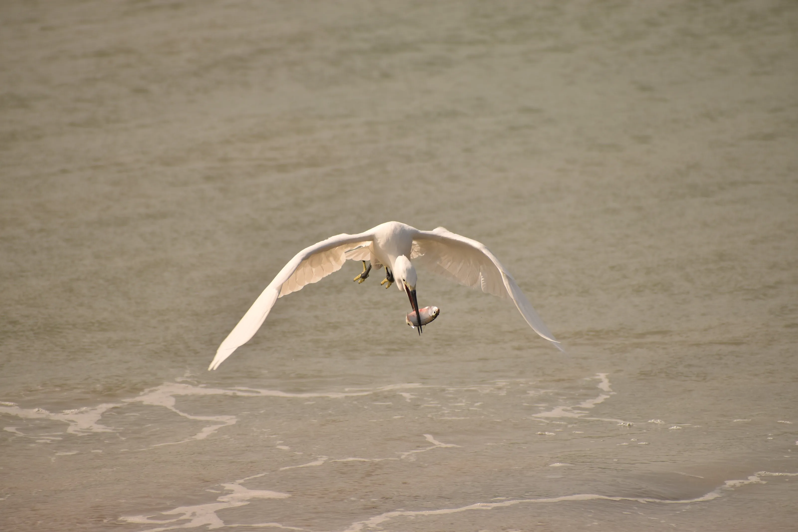 Egret with its Breakfast