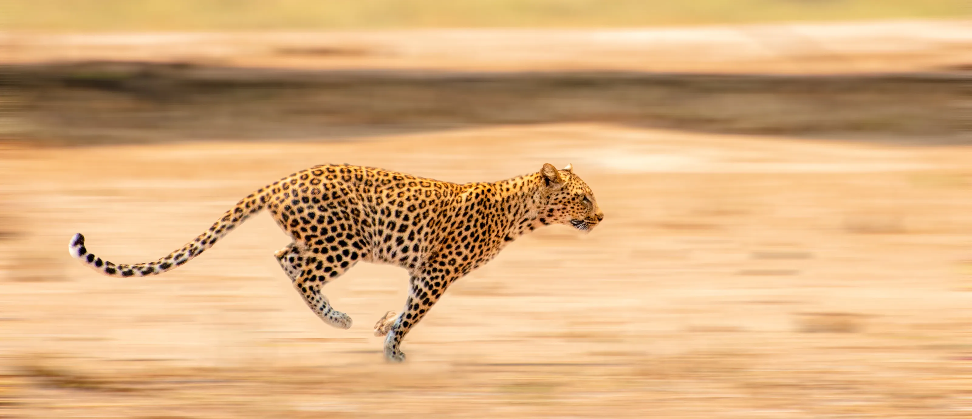 Leopard, Mana pools