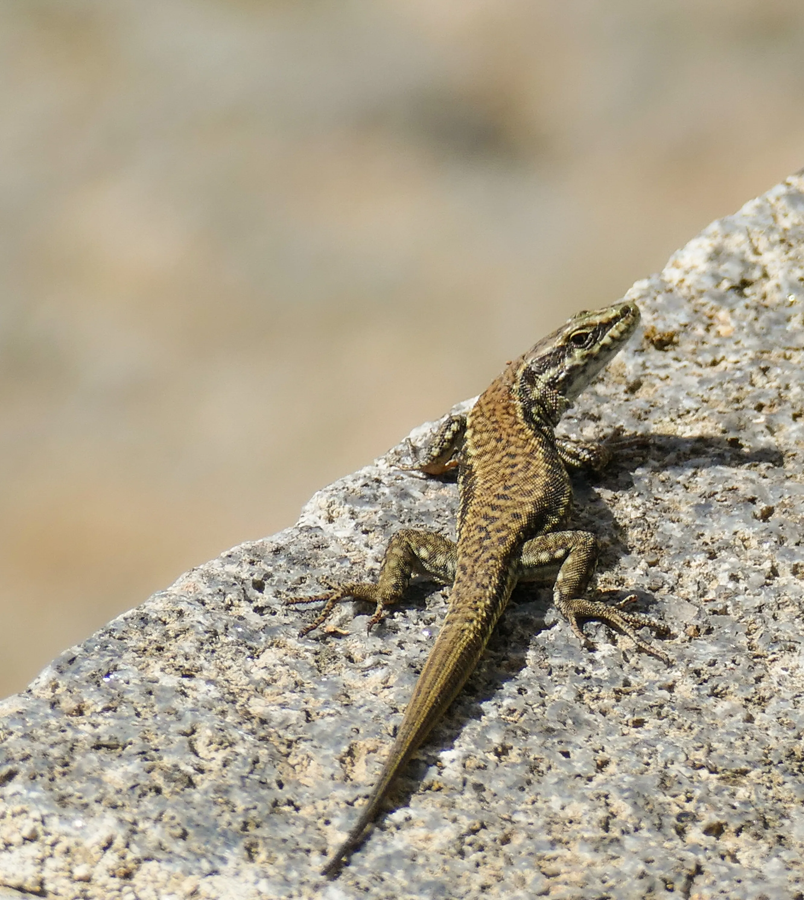 European Wall Lizard