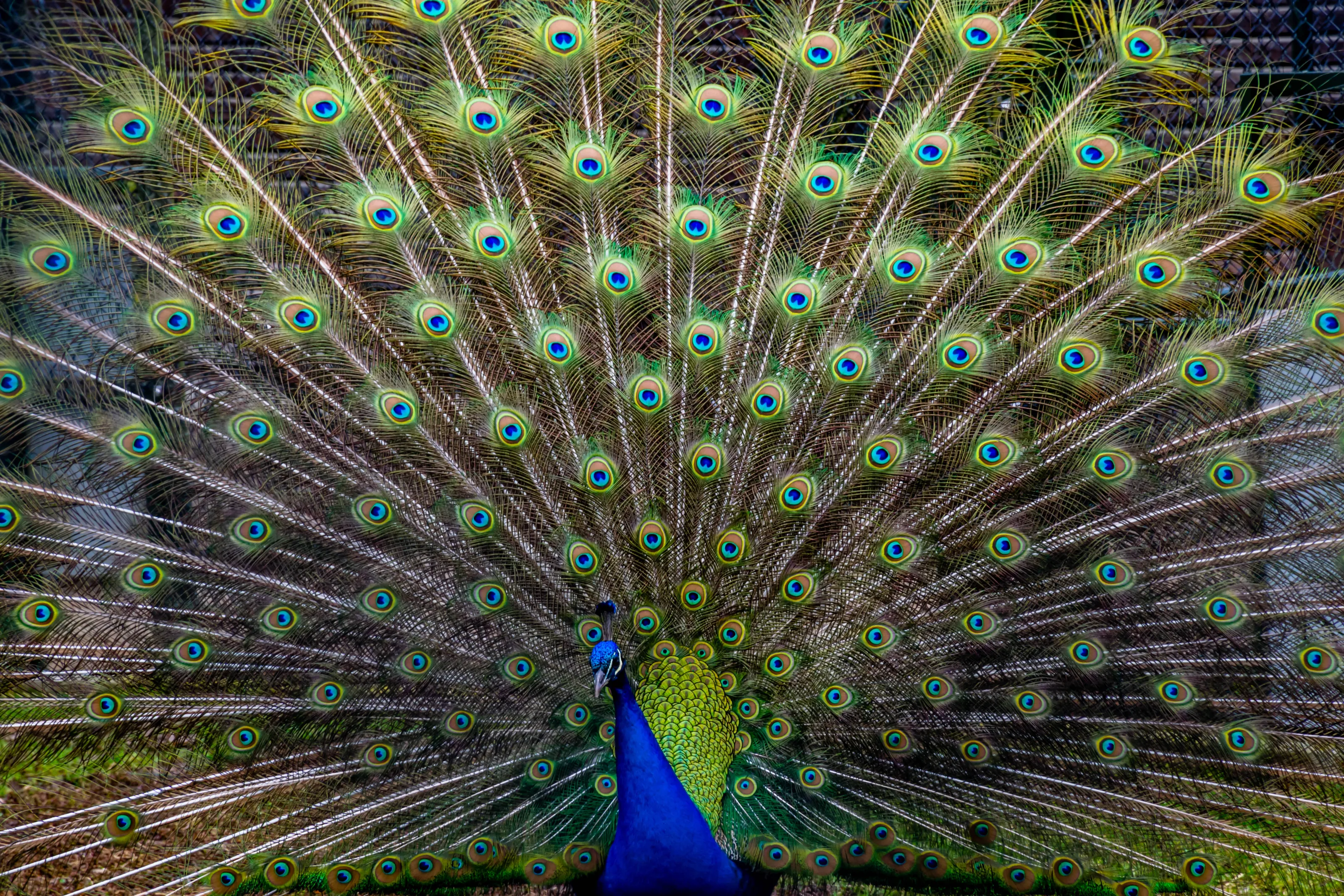 Peacock