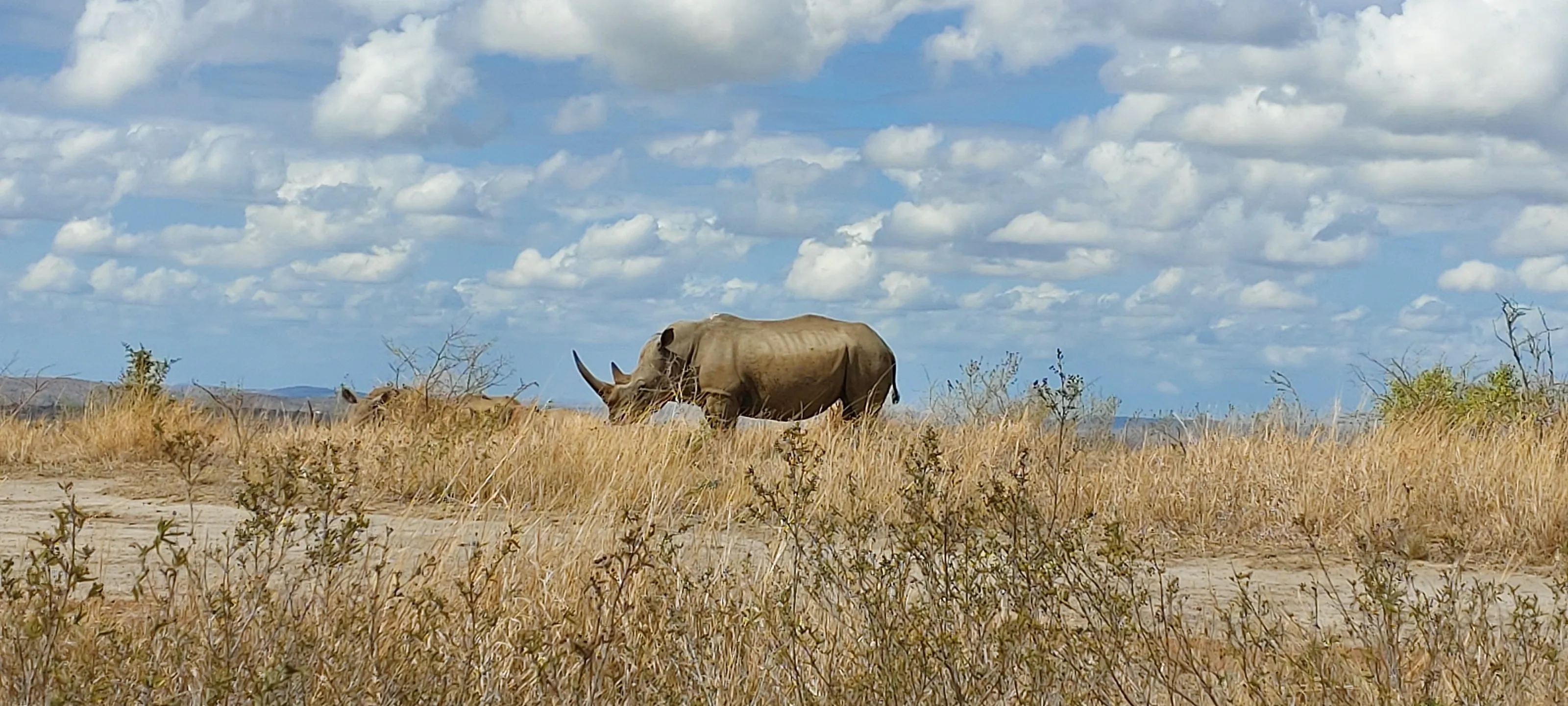 Rhino @ Hluhluwe, Imfolozi Park, South Africa