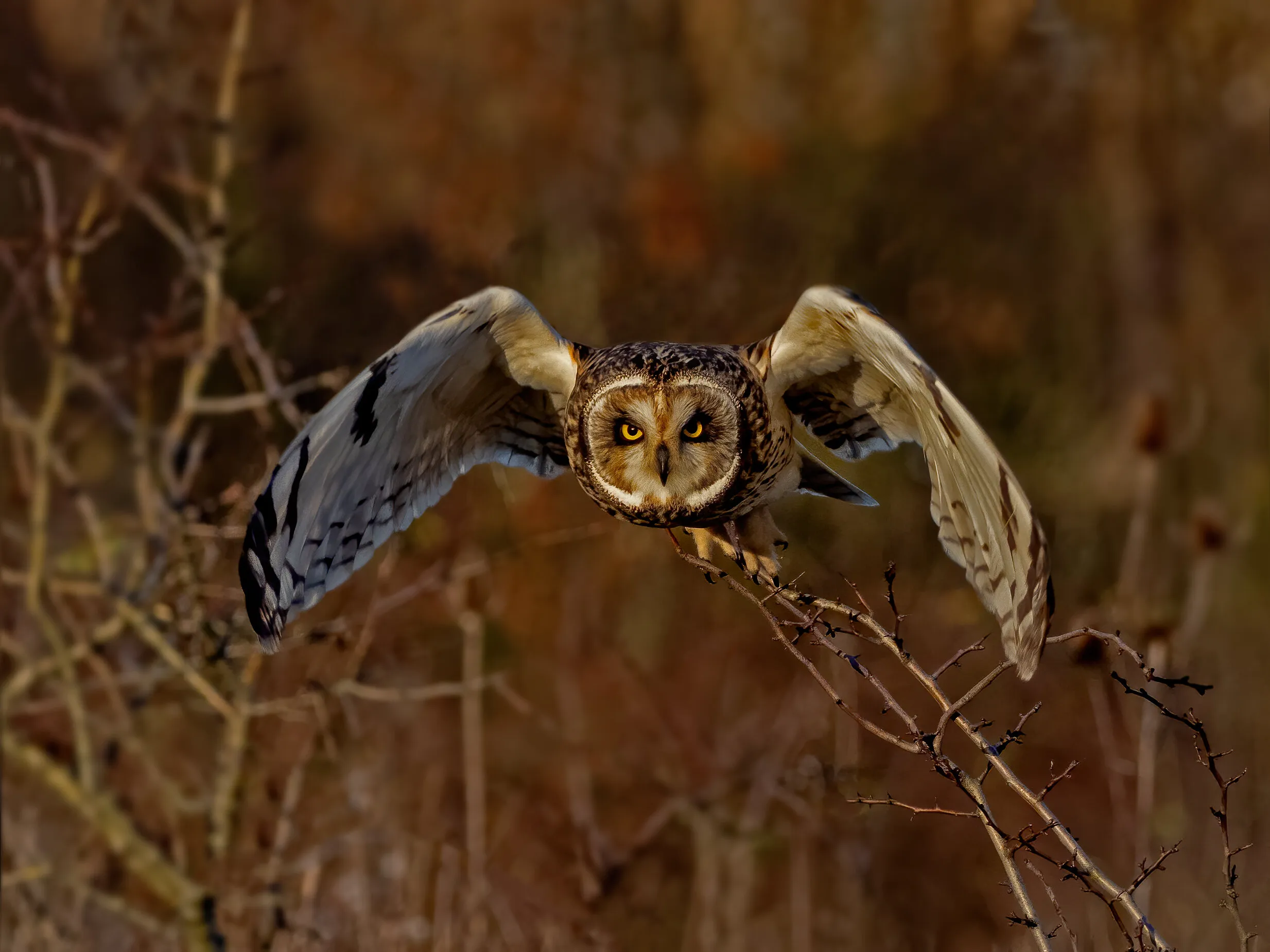 Short Eared Owl - On Mission