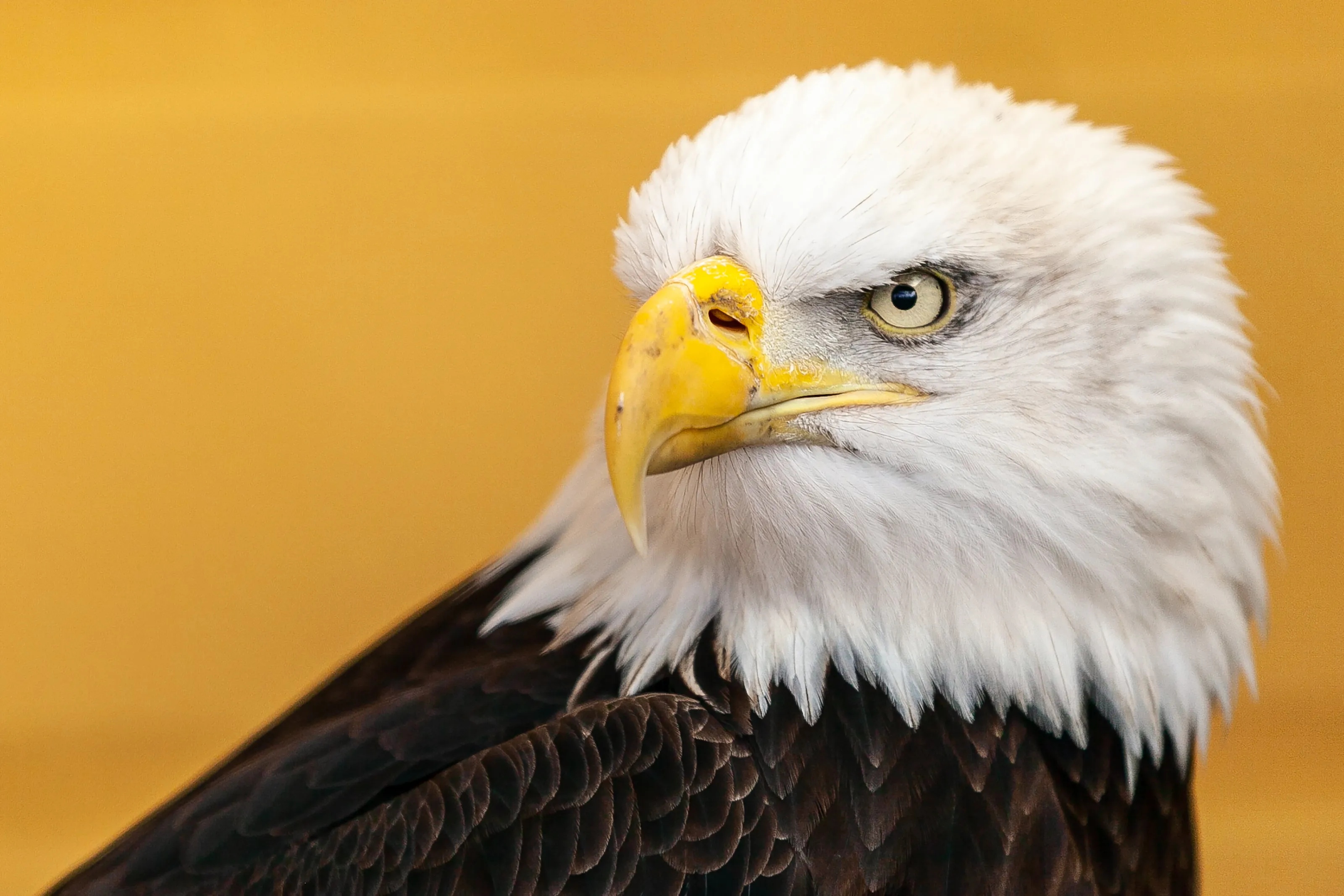 Eagle