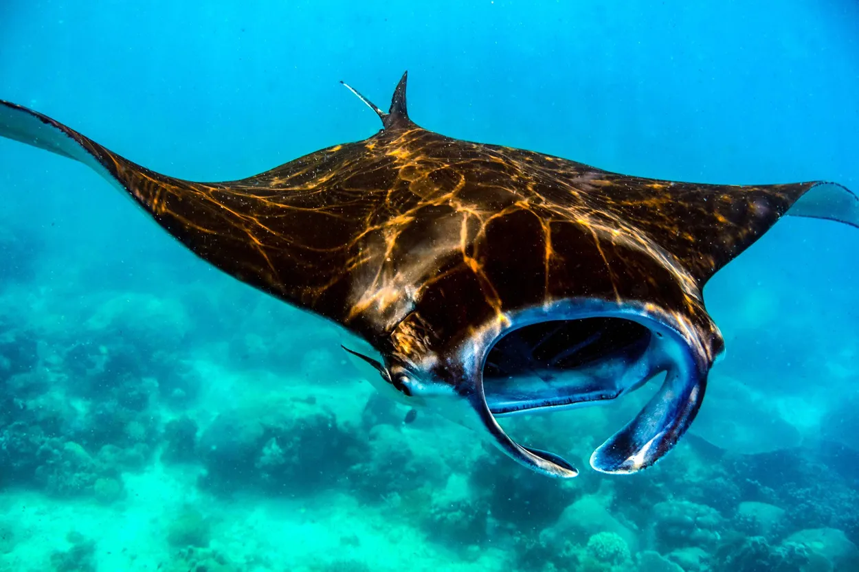 Entry 9897024