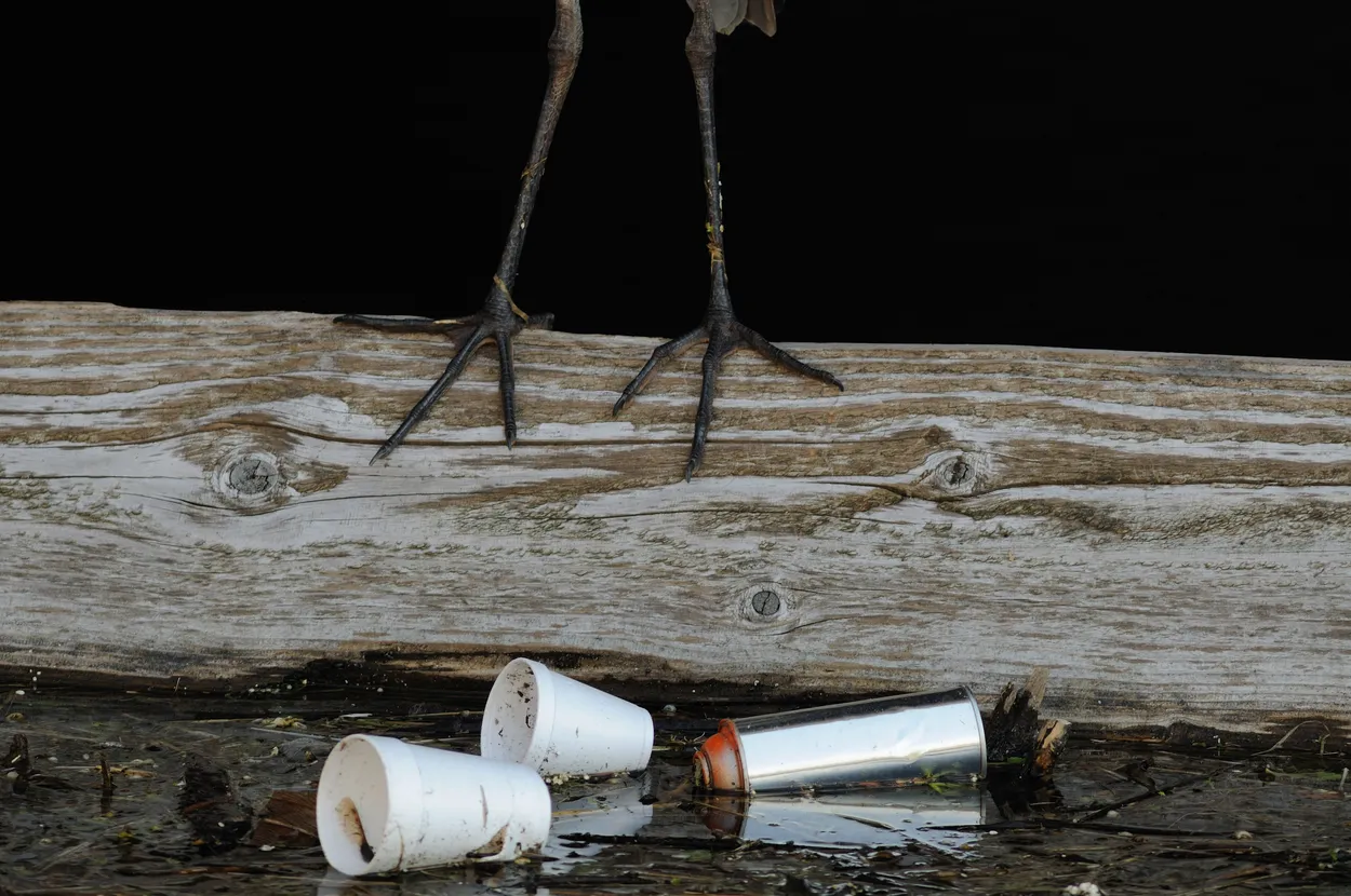 Legacy at the feet of a Heron