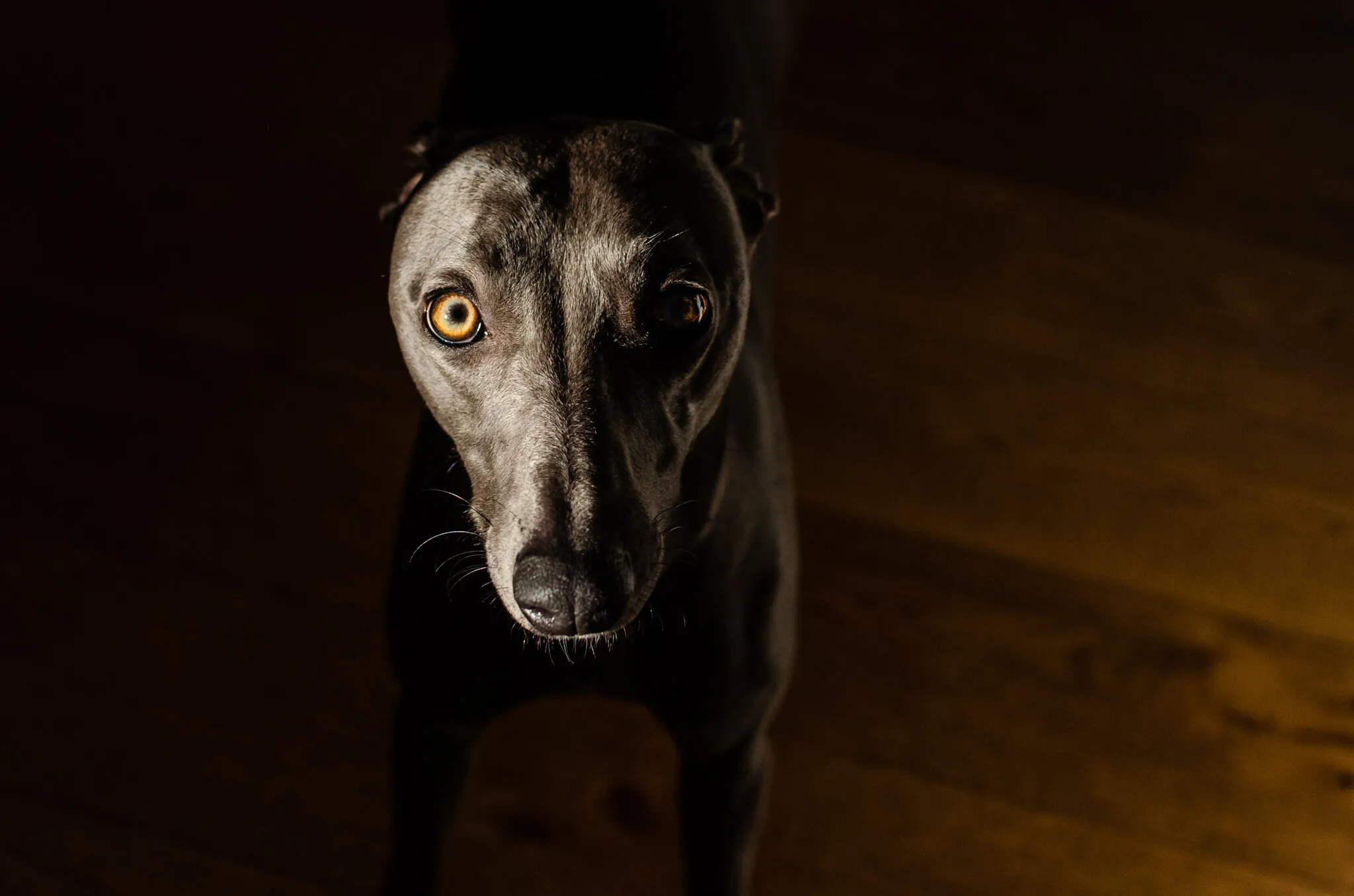 Whippet