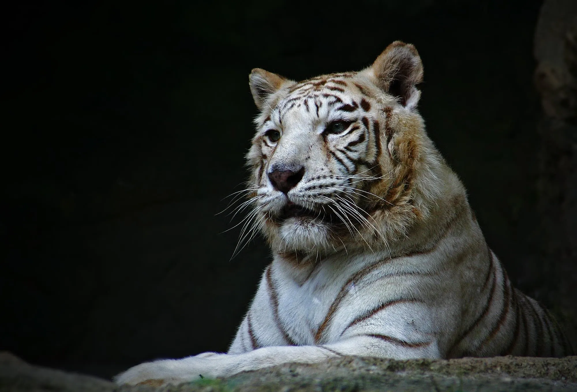 White tiger