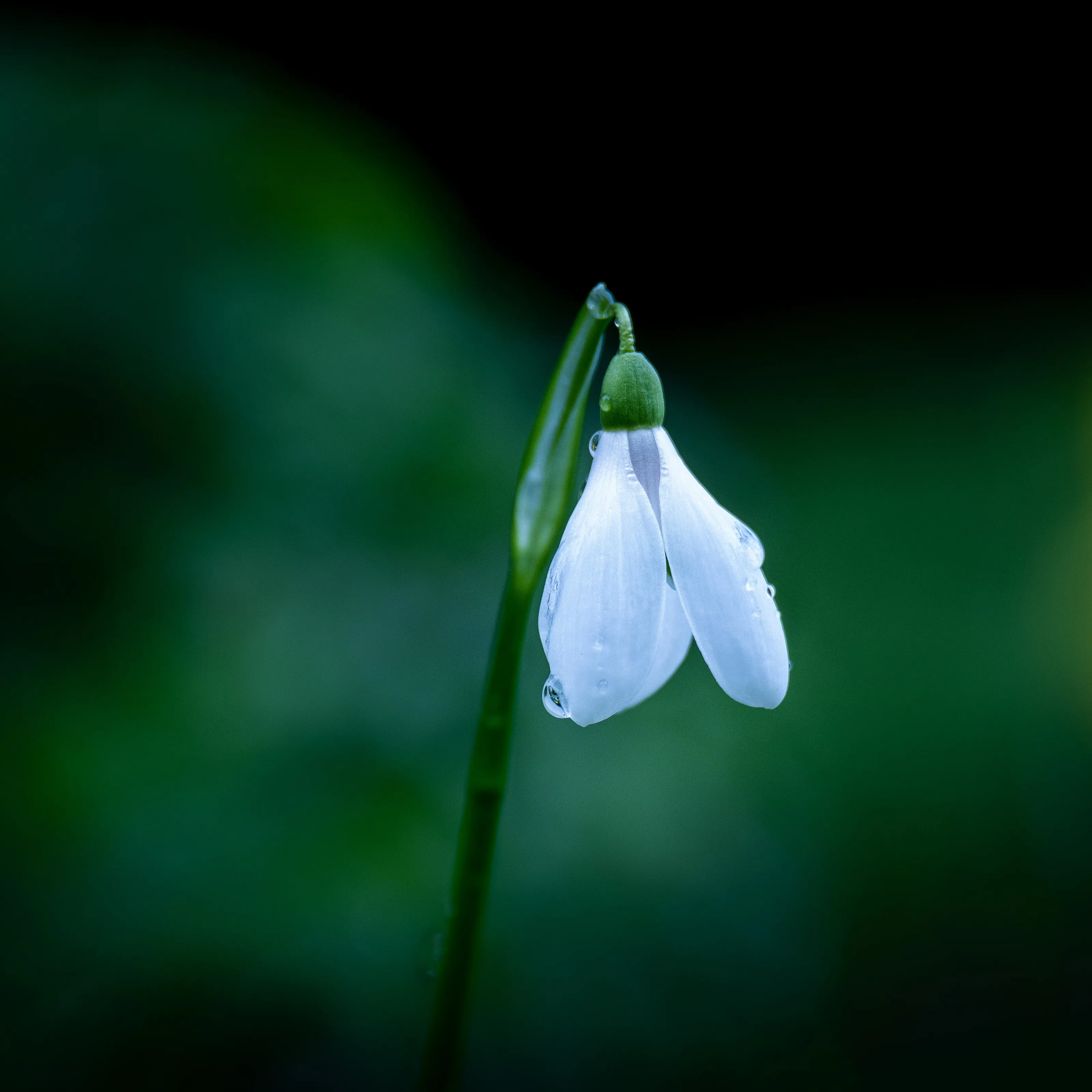 The Snowdrop
