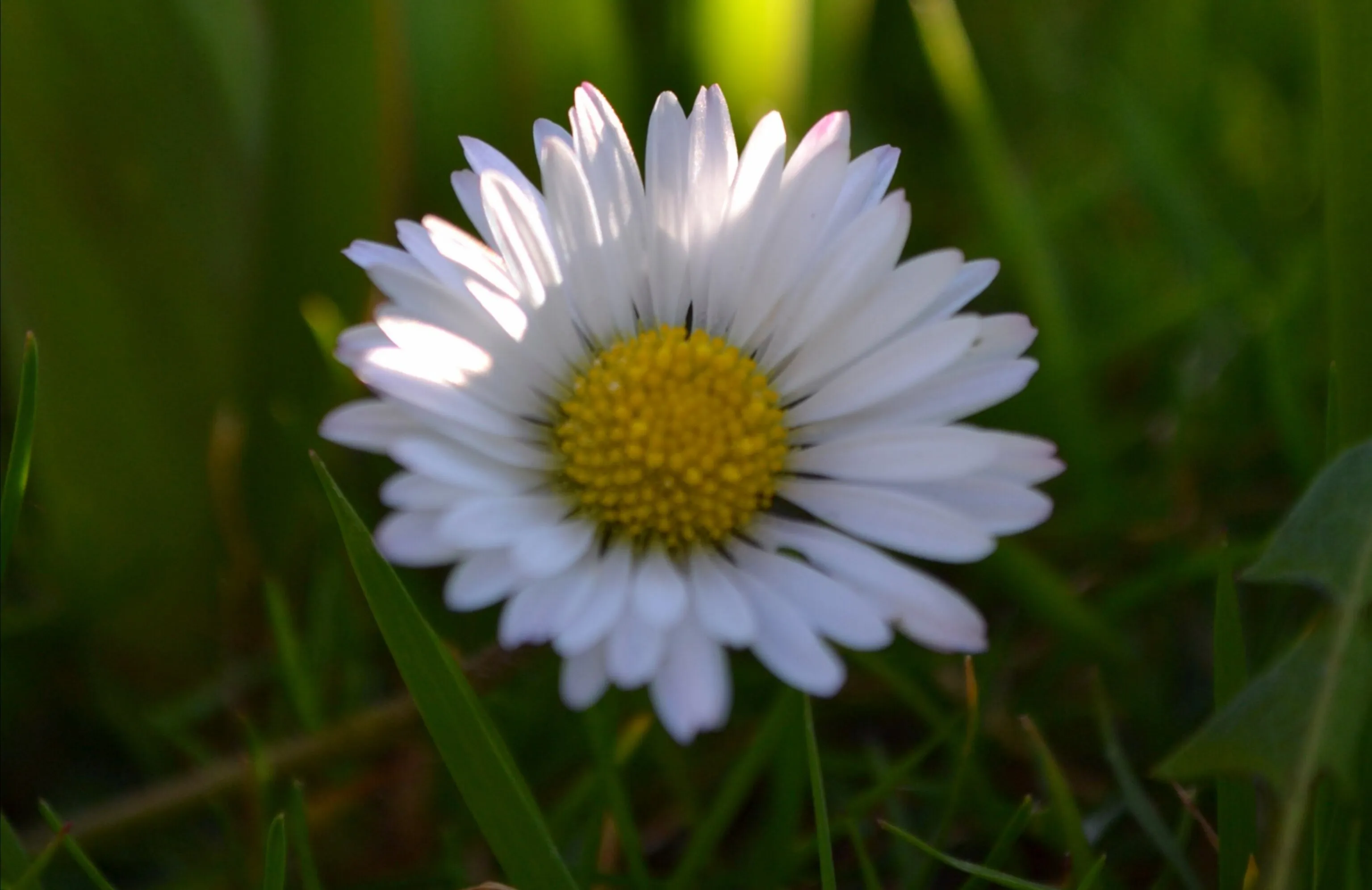 Flower power