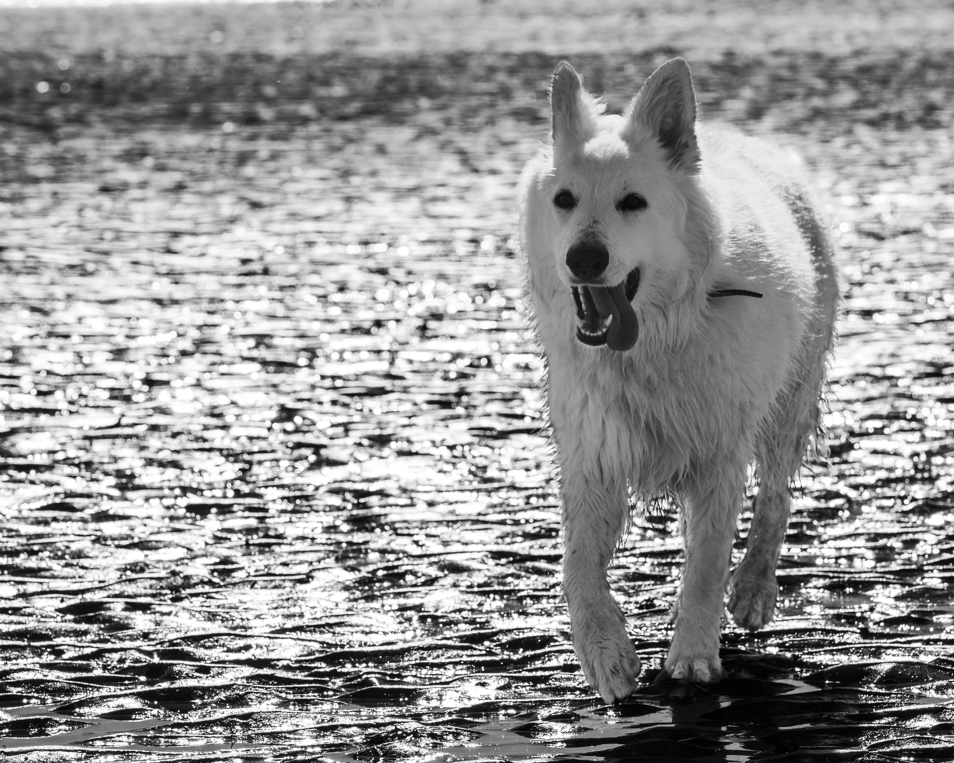My dog at Dinard's beach