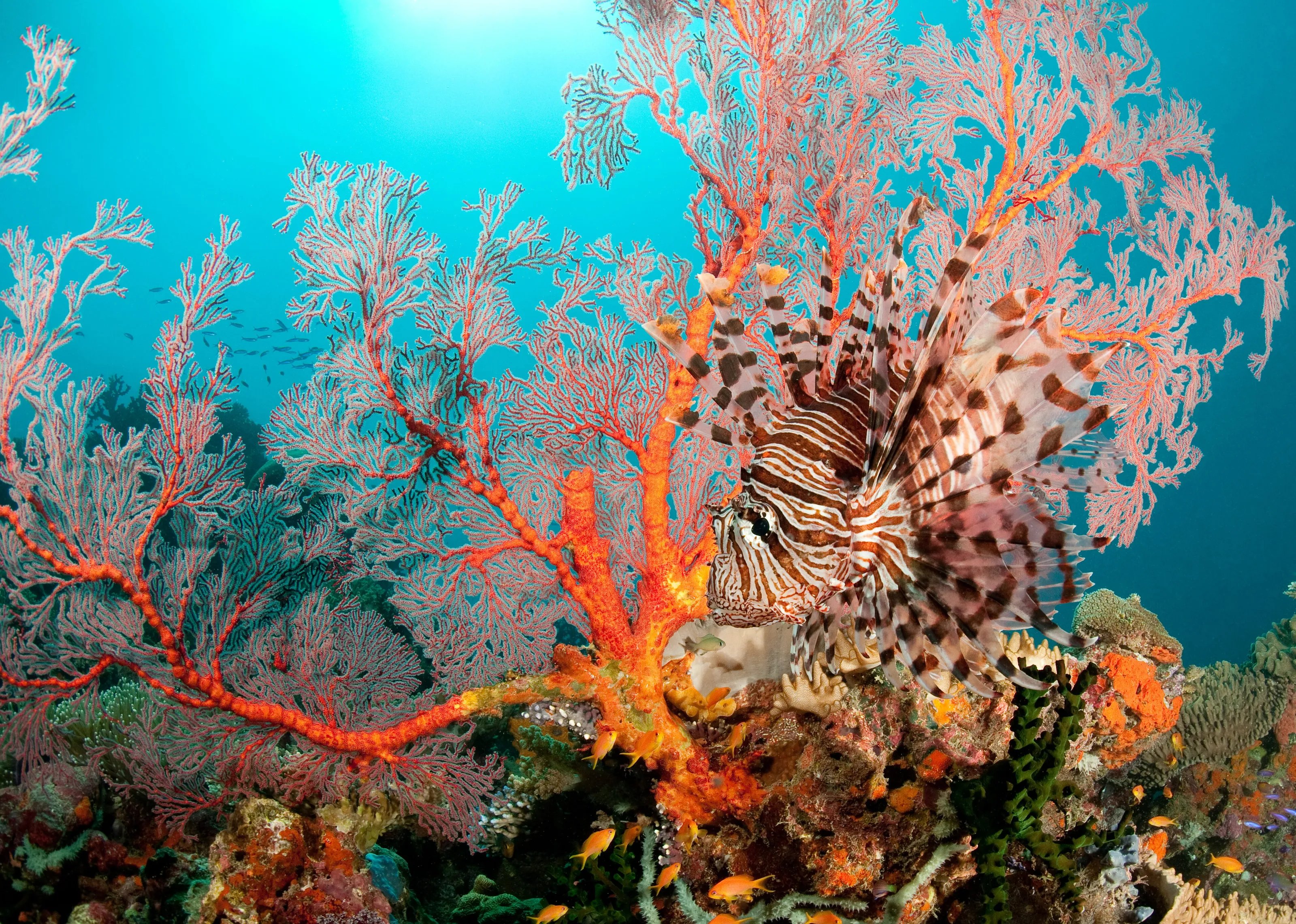 Lionfish on a coral bommie, Papua New Guinea