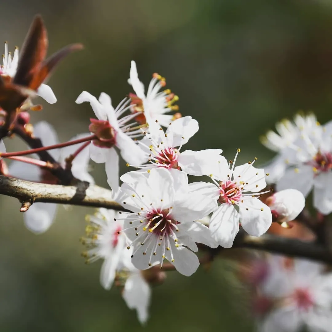 Spring is coming