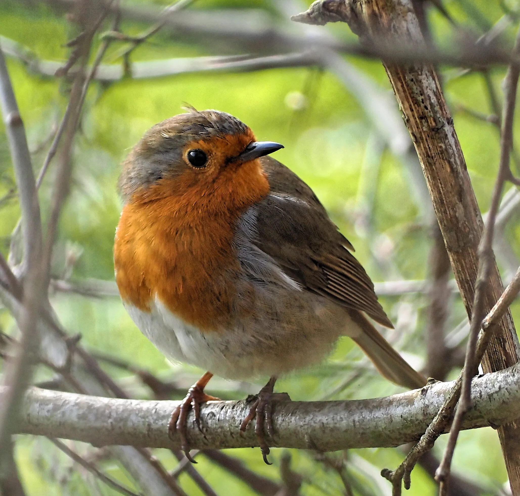 Robin in Callington Road