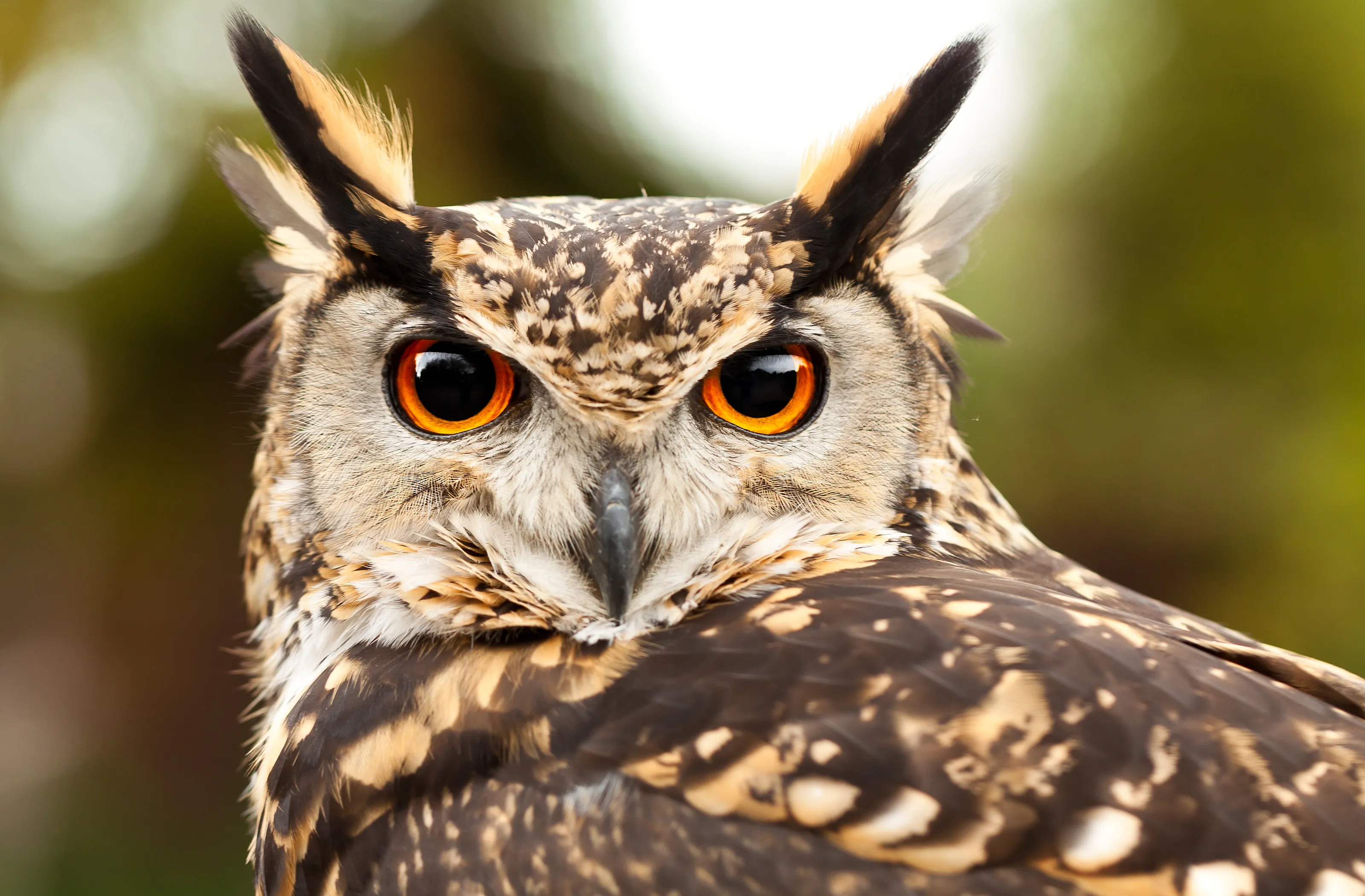 Whooooo are you looking at