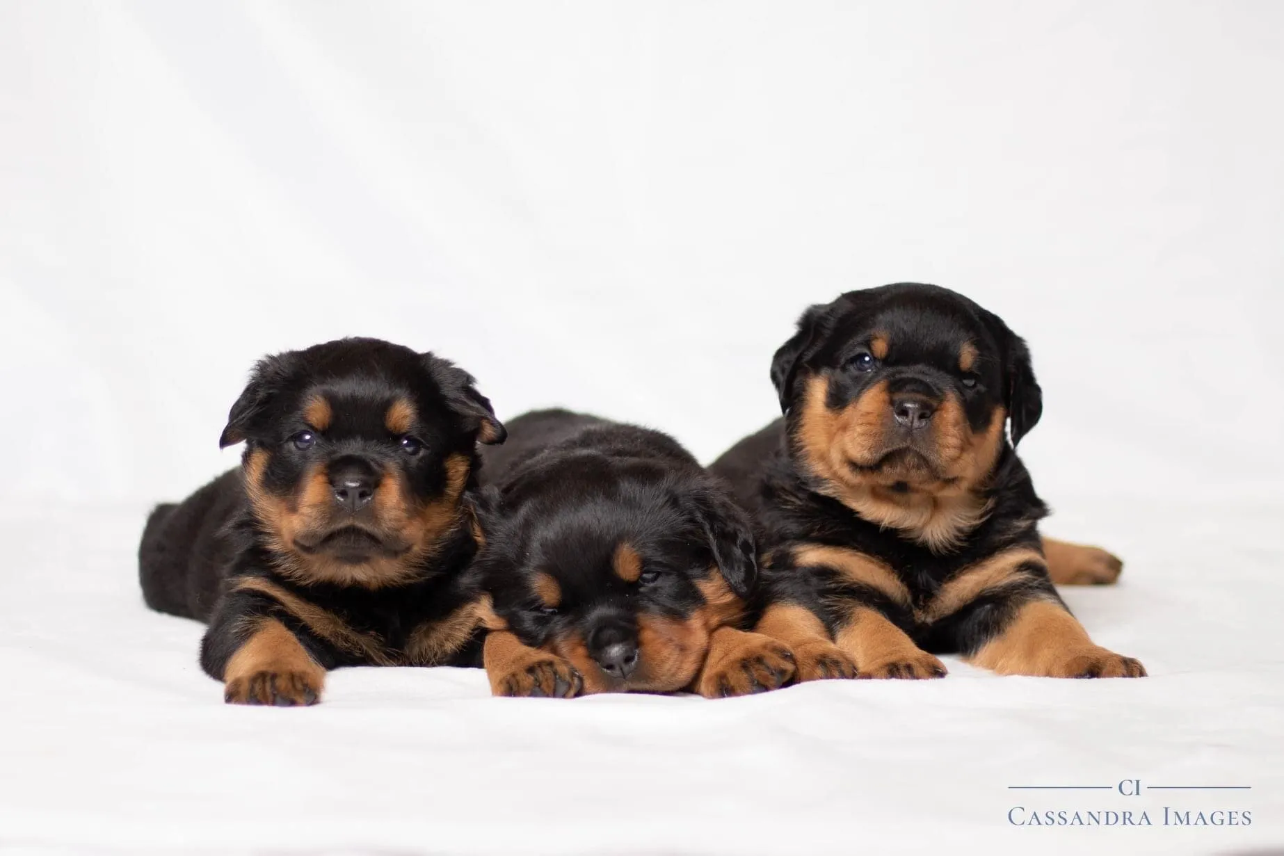 Puppies