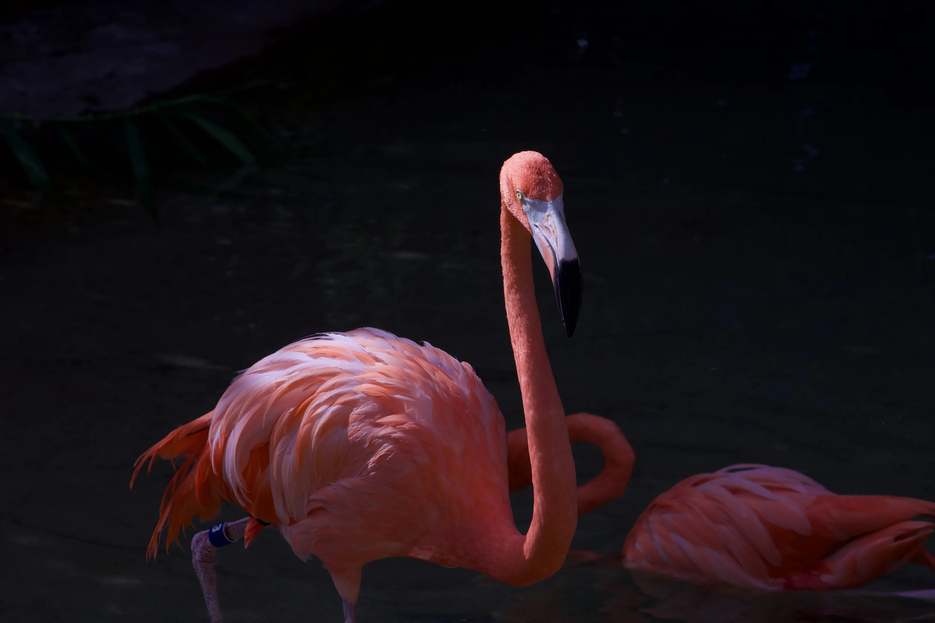 Pinky The Flamingo
