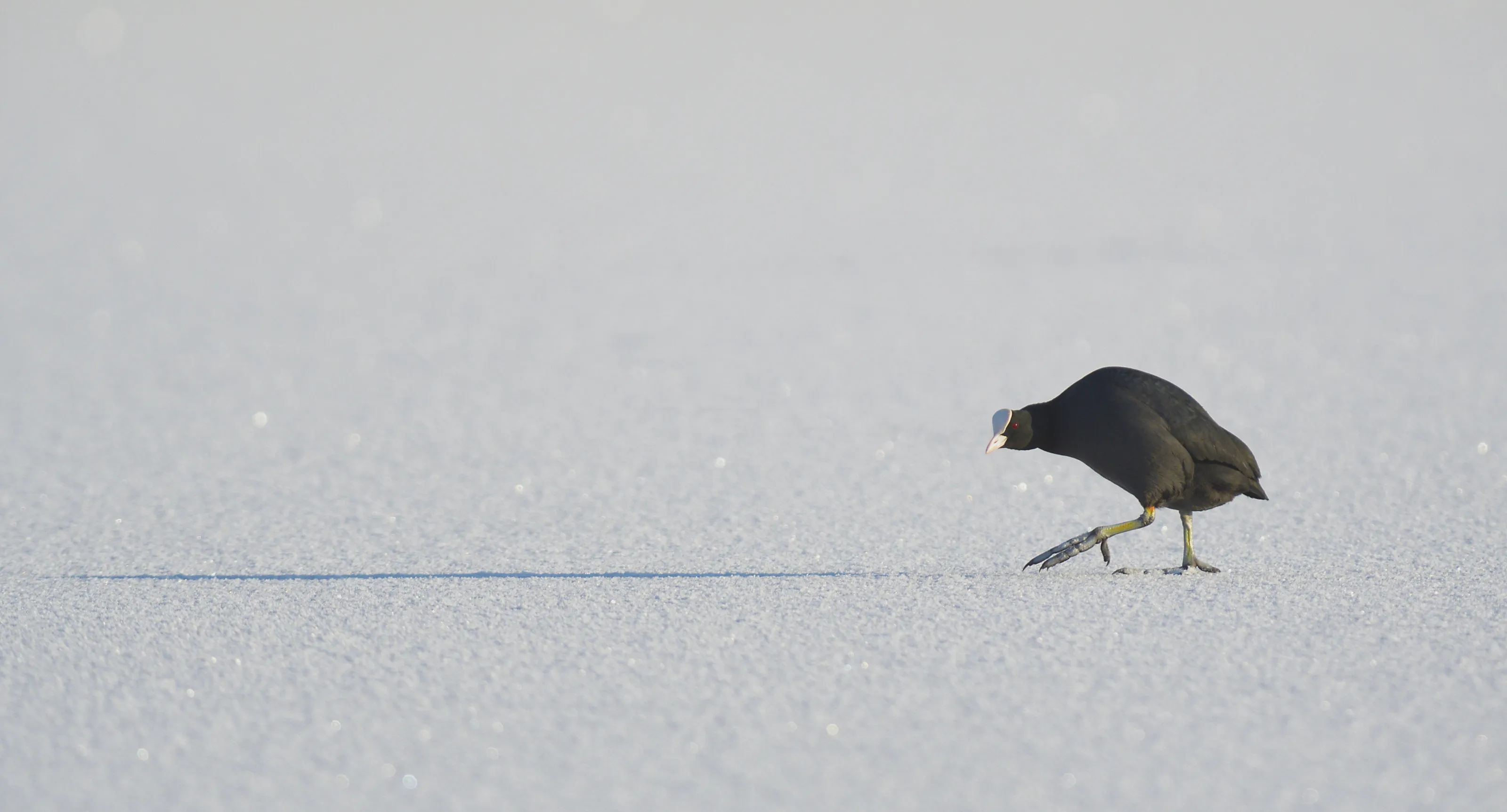Ice Cool Coot