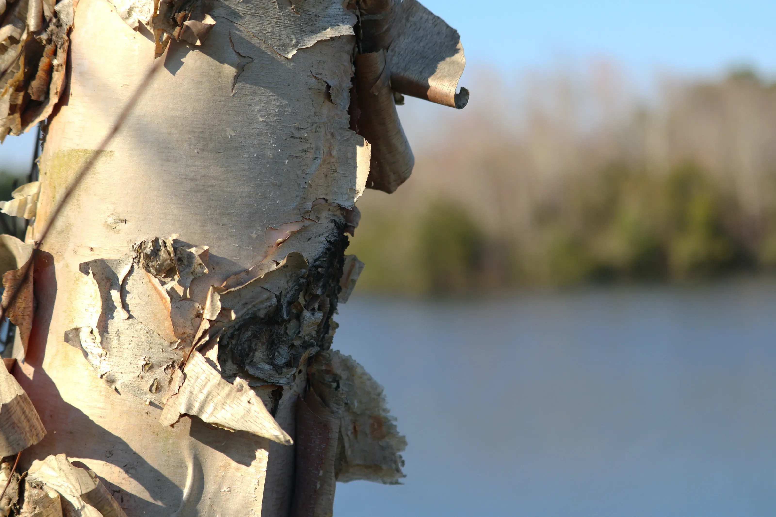 Birch tree