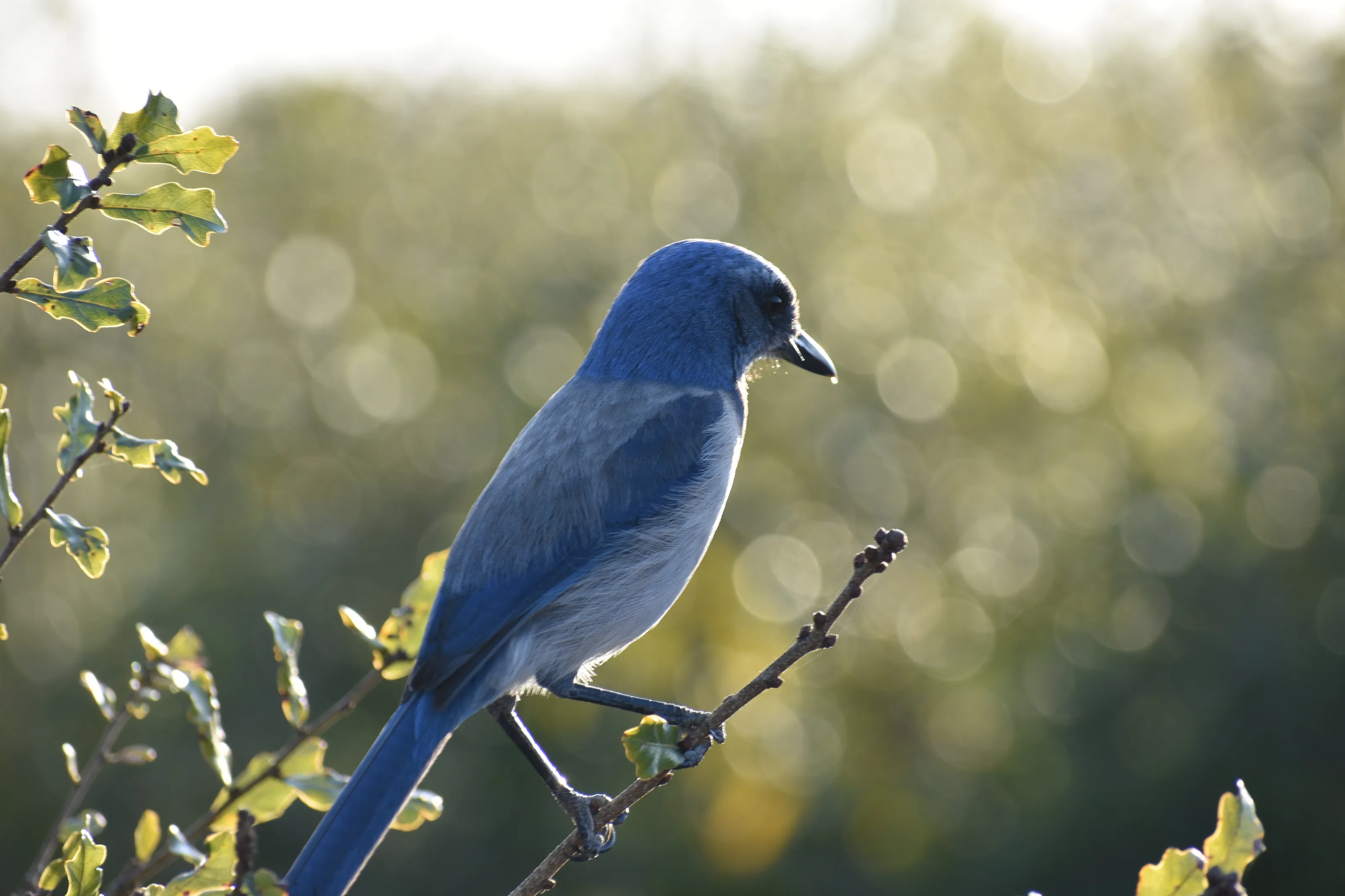 Florida Scrub Jay on Branch