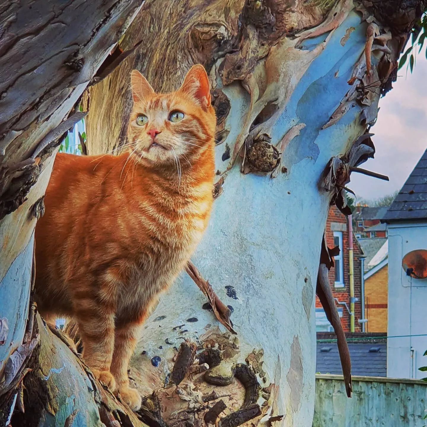 Garfields tree