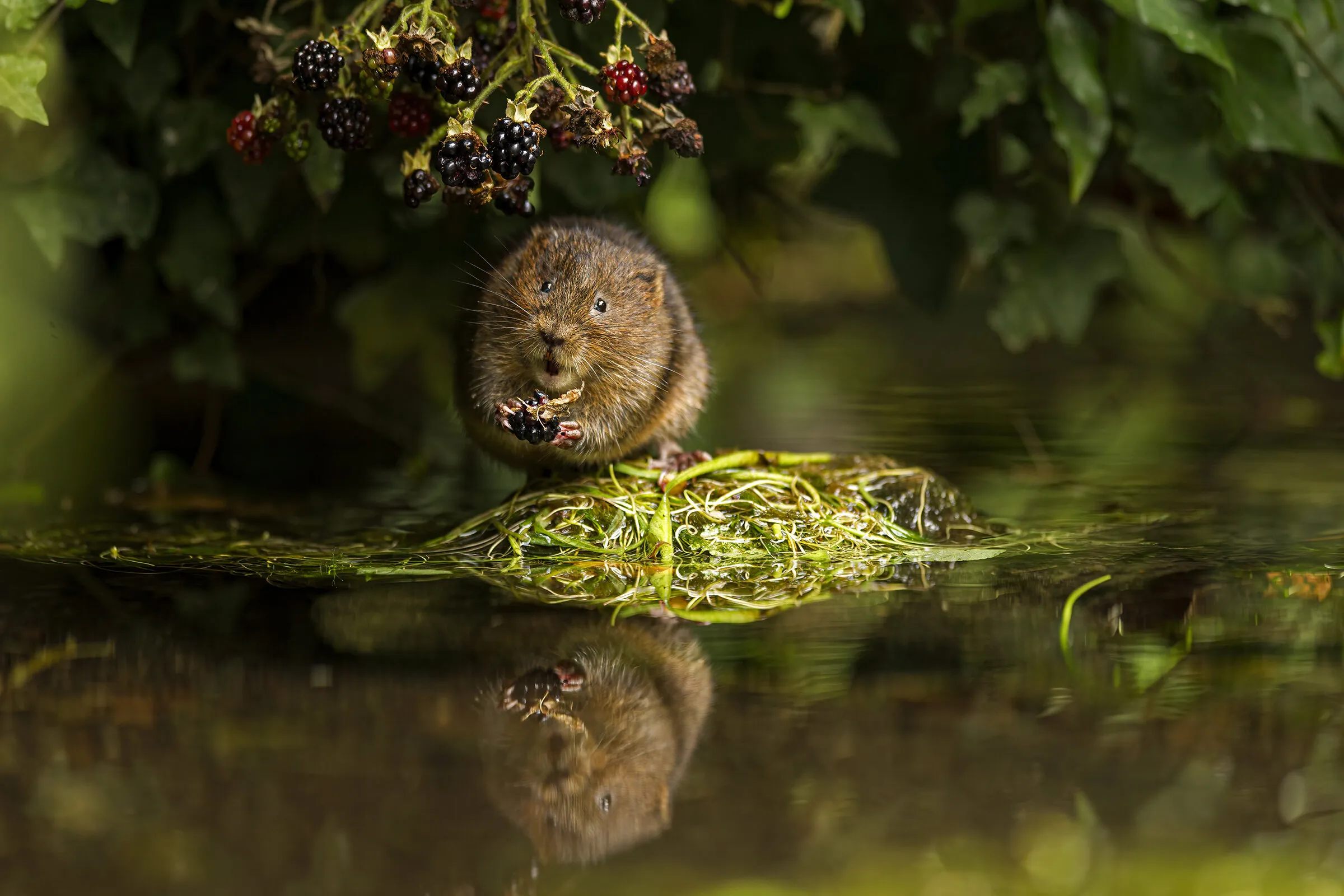 Water Vole caught in the act