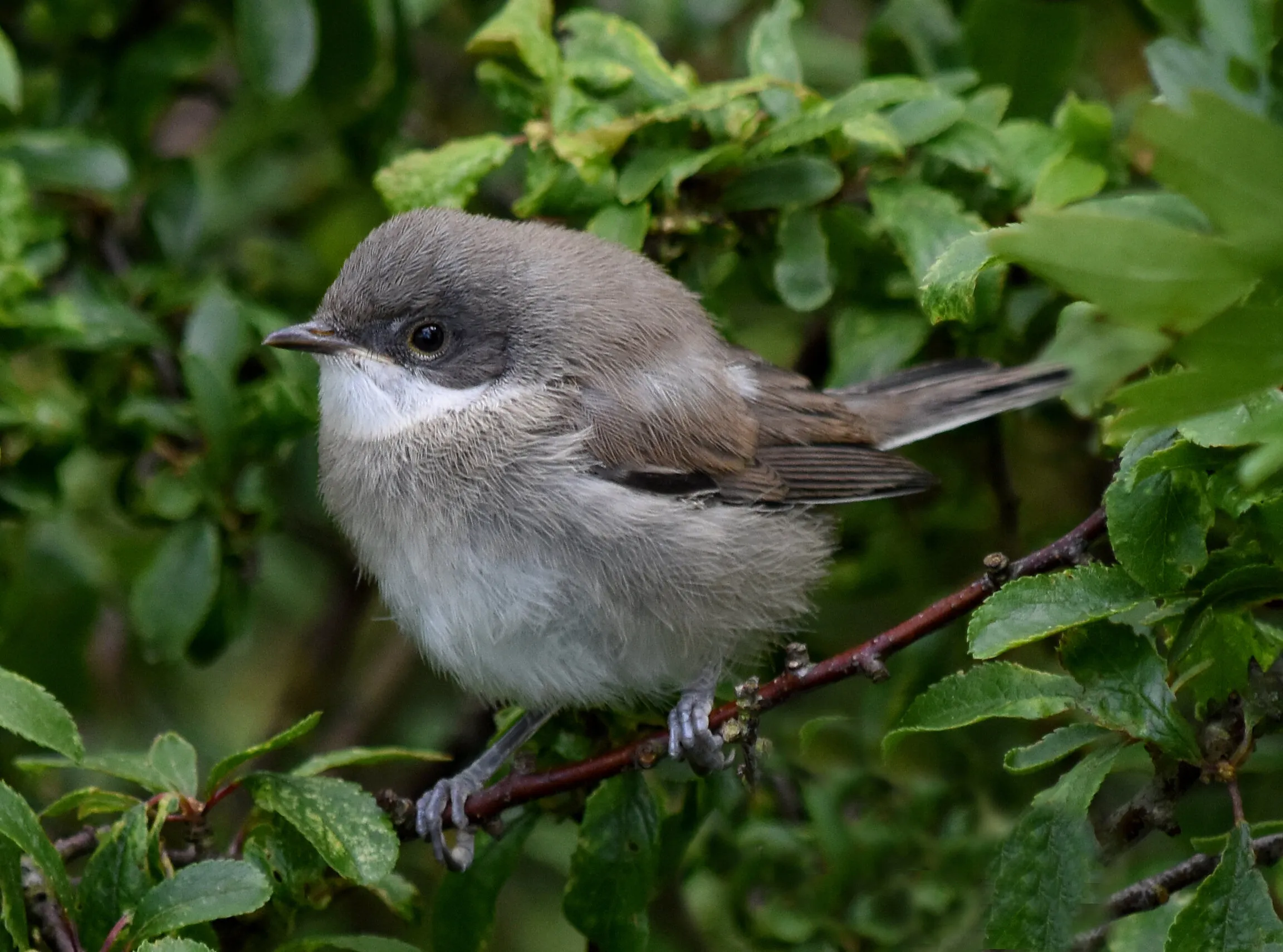 Whitethroat