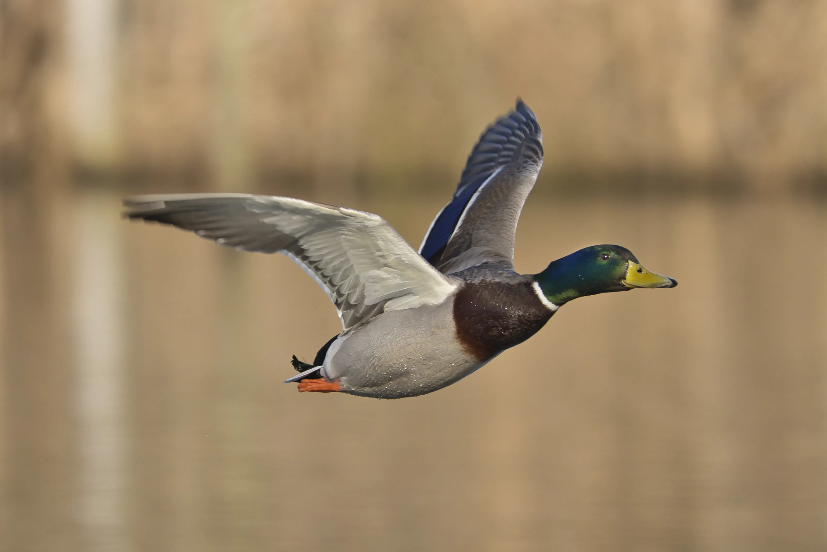 Mallard in flight