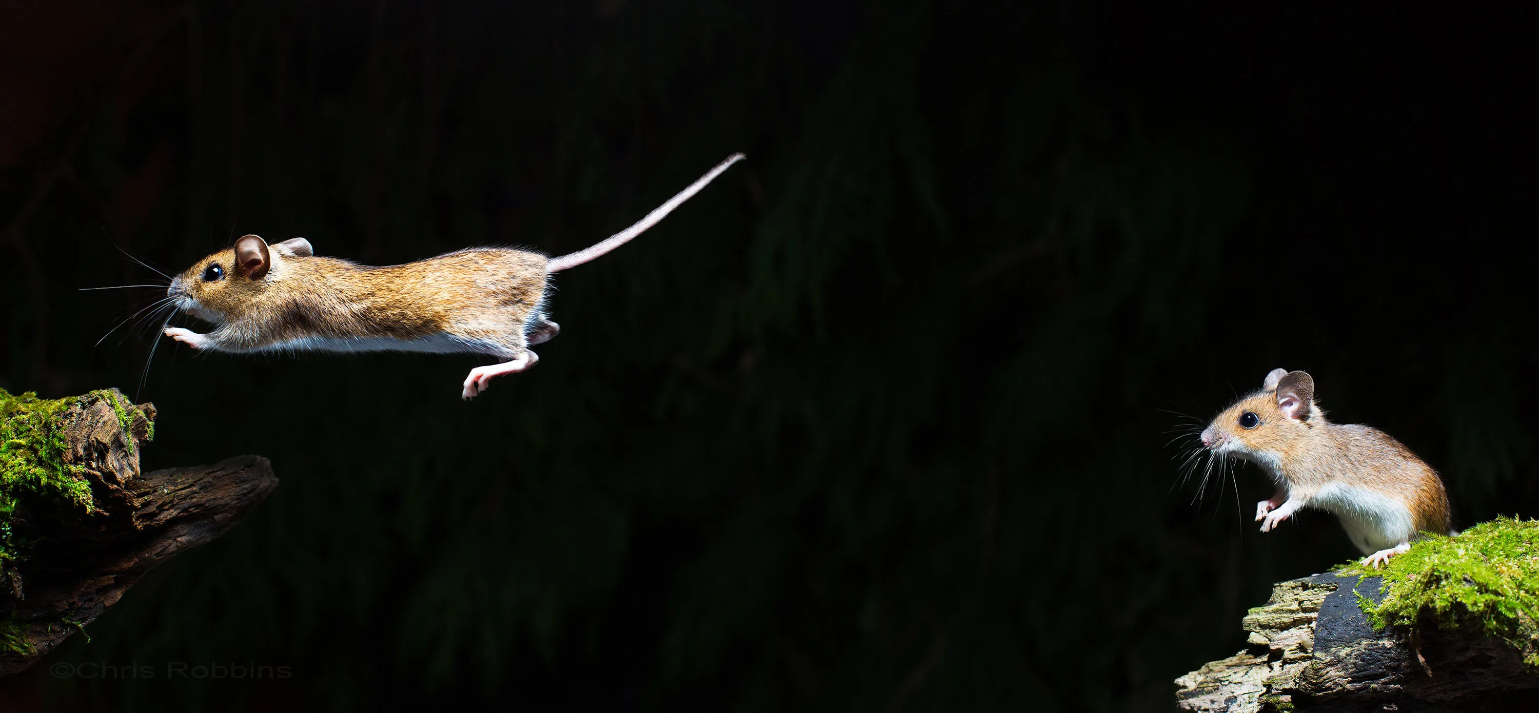 Wood Mouse Jumping