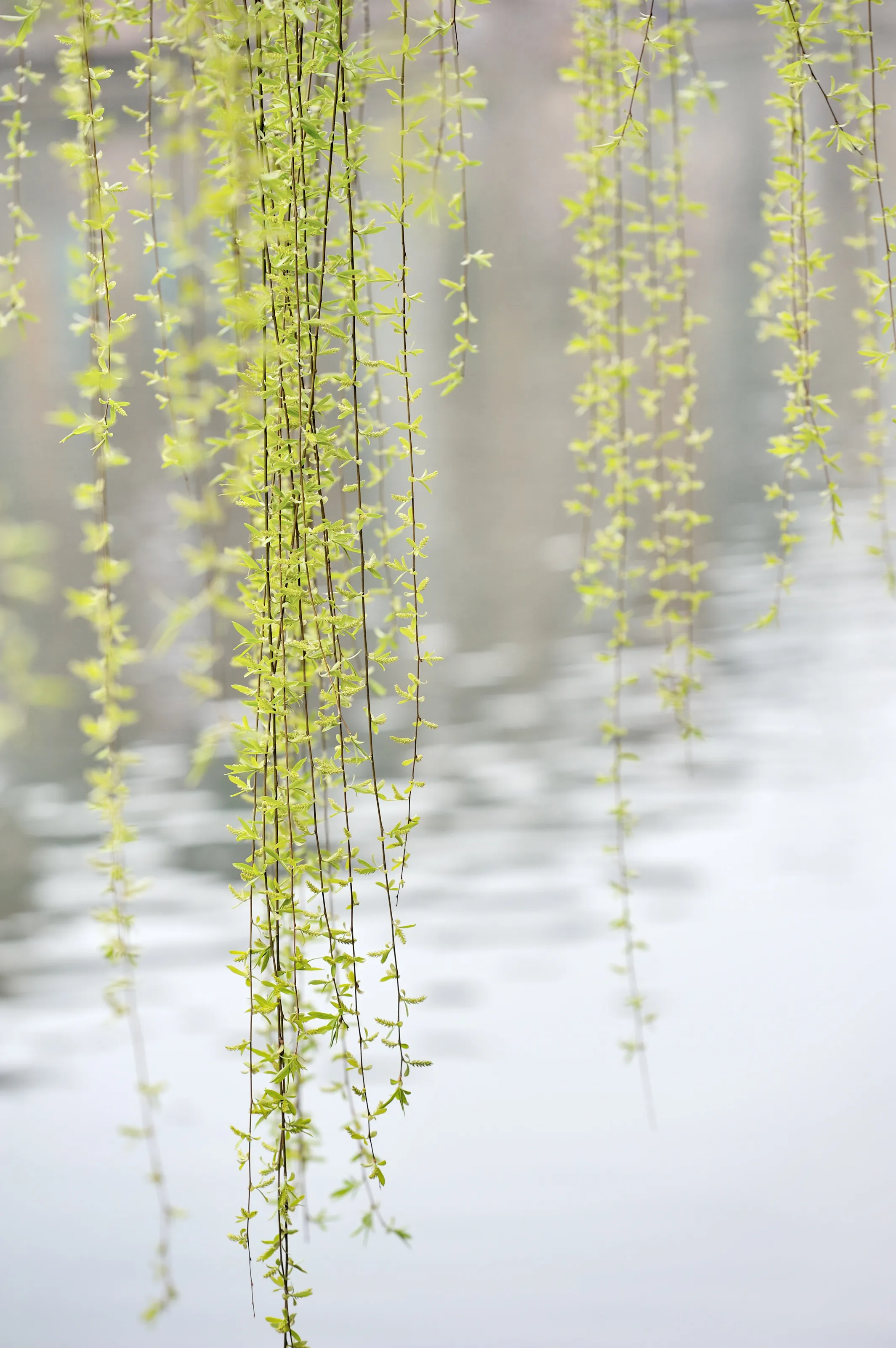 Branches of Weeping Willows Swaying Lightly in Spring Air