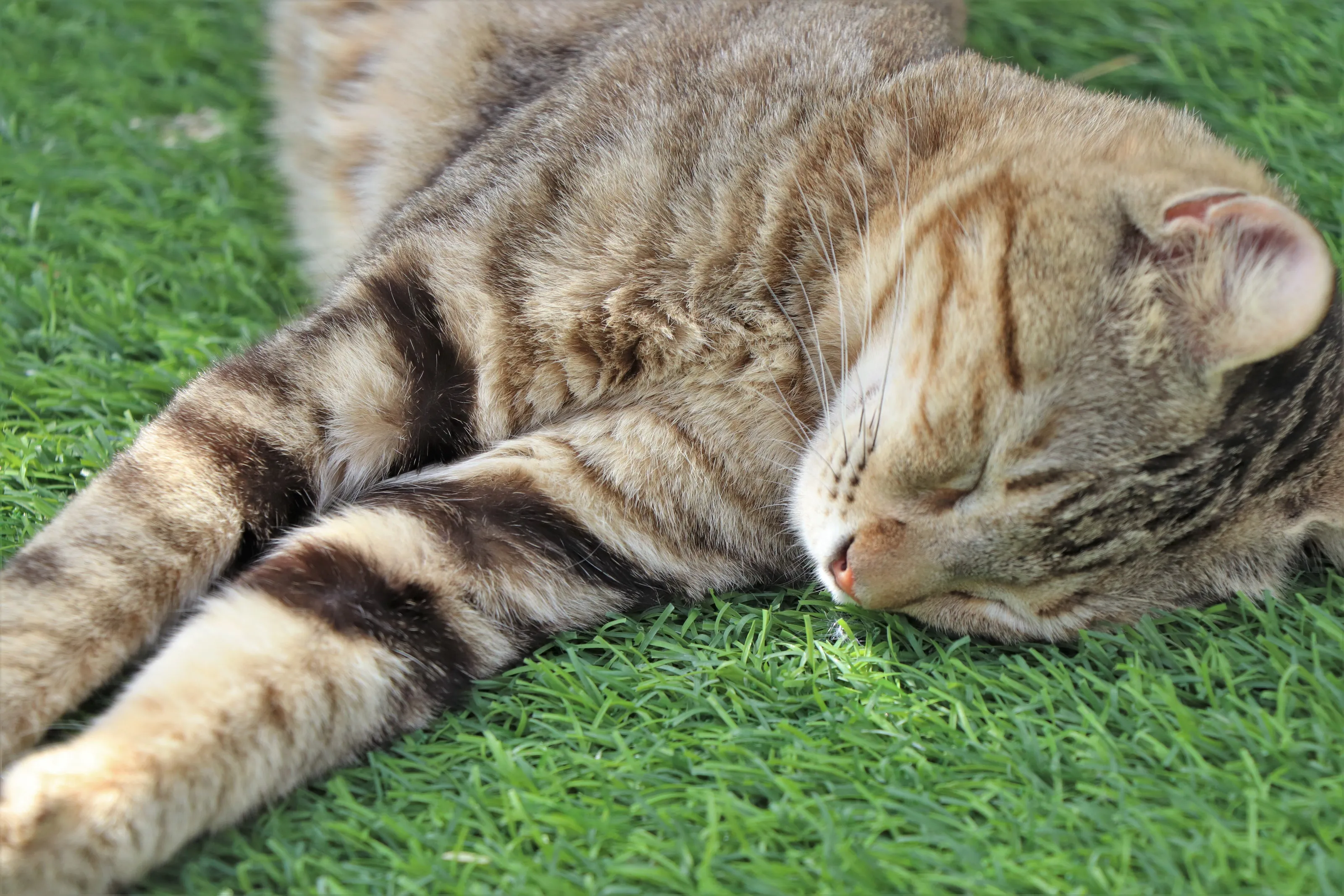 shut-eye