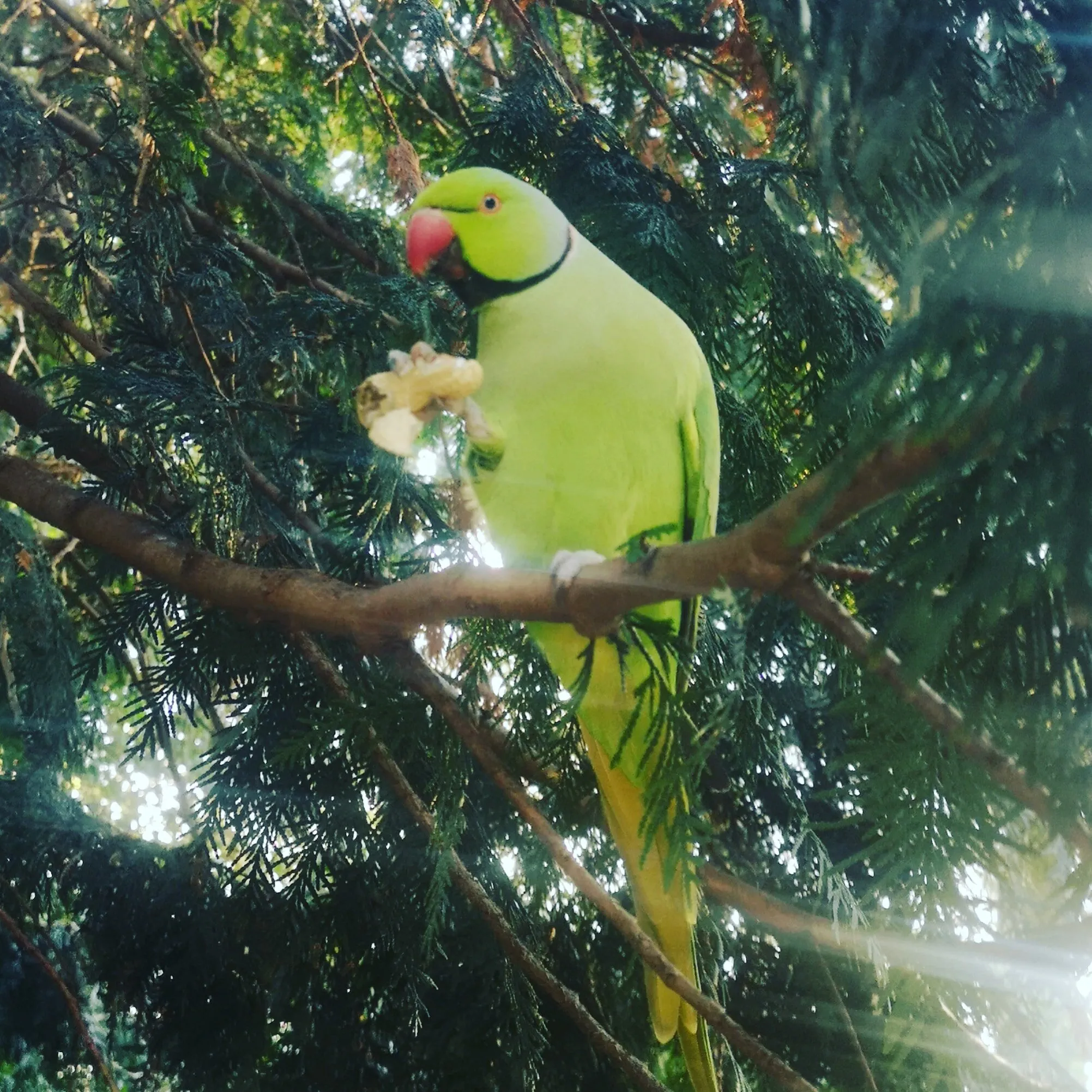 Green parrots