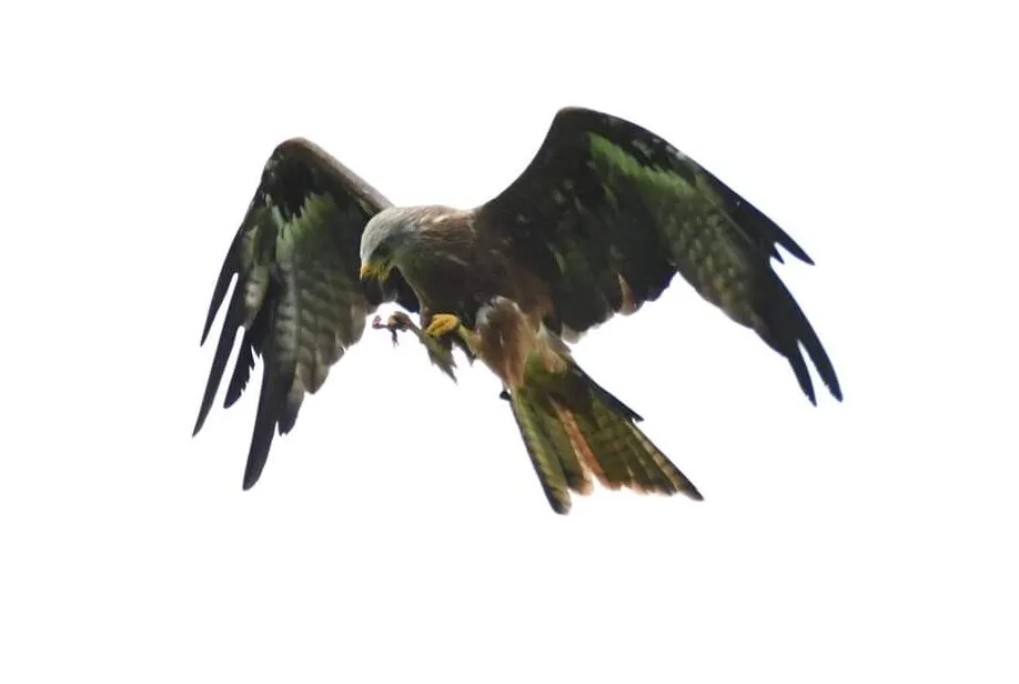 Red kite with prey