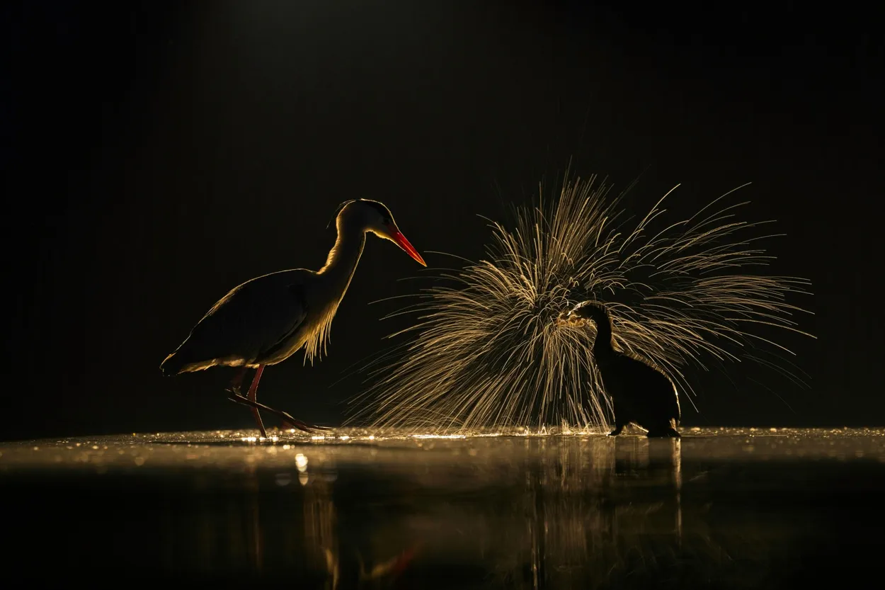 Night hunt II.