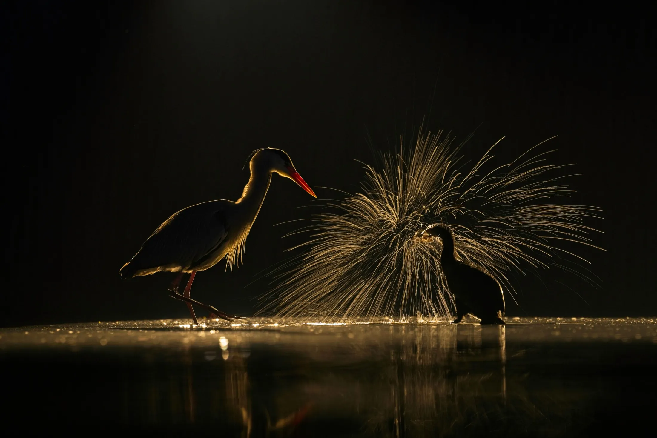 Night hunt II.