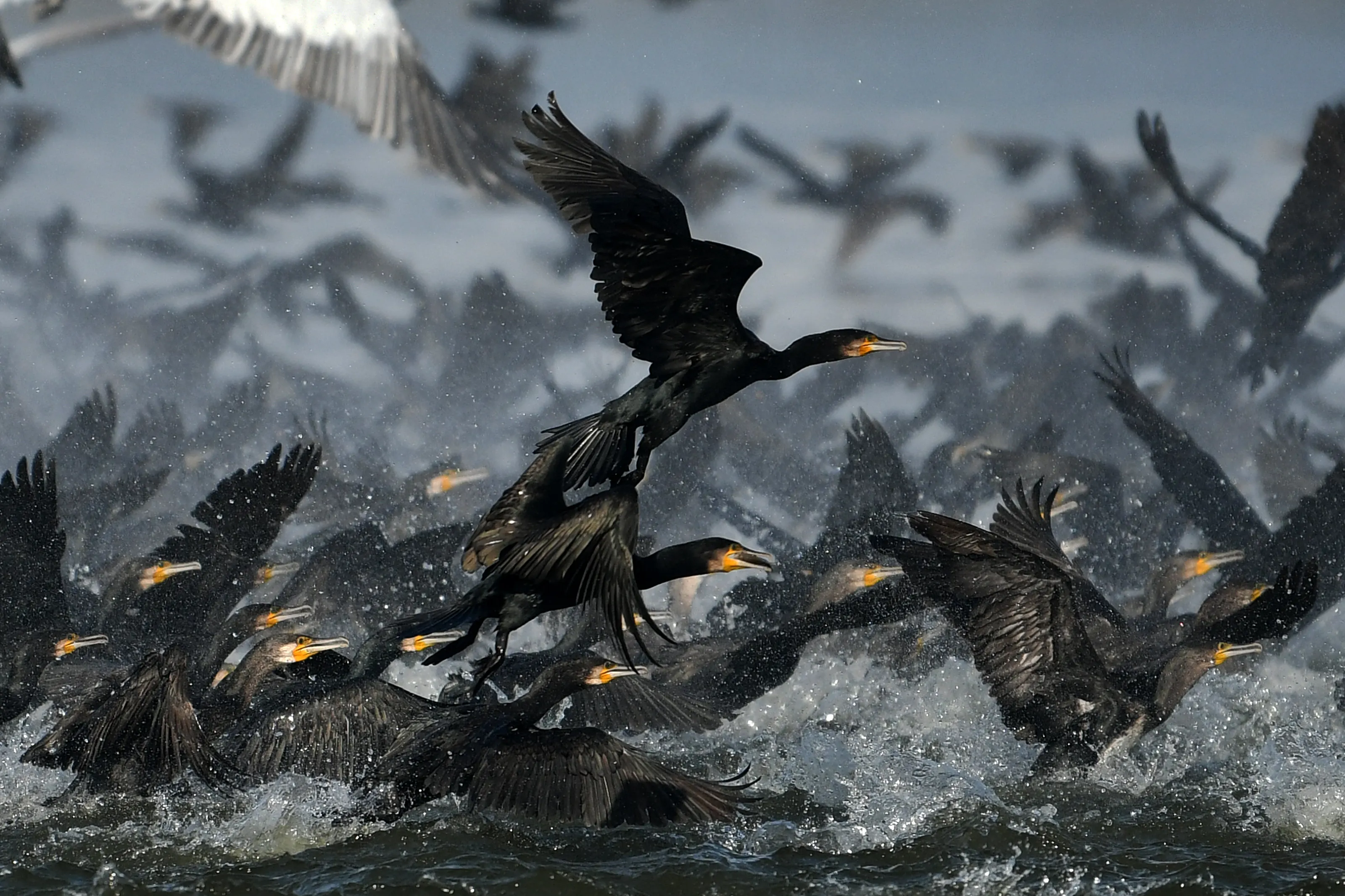 cormorants